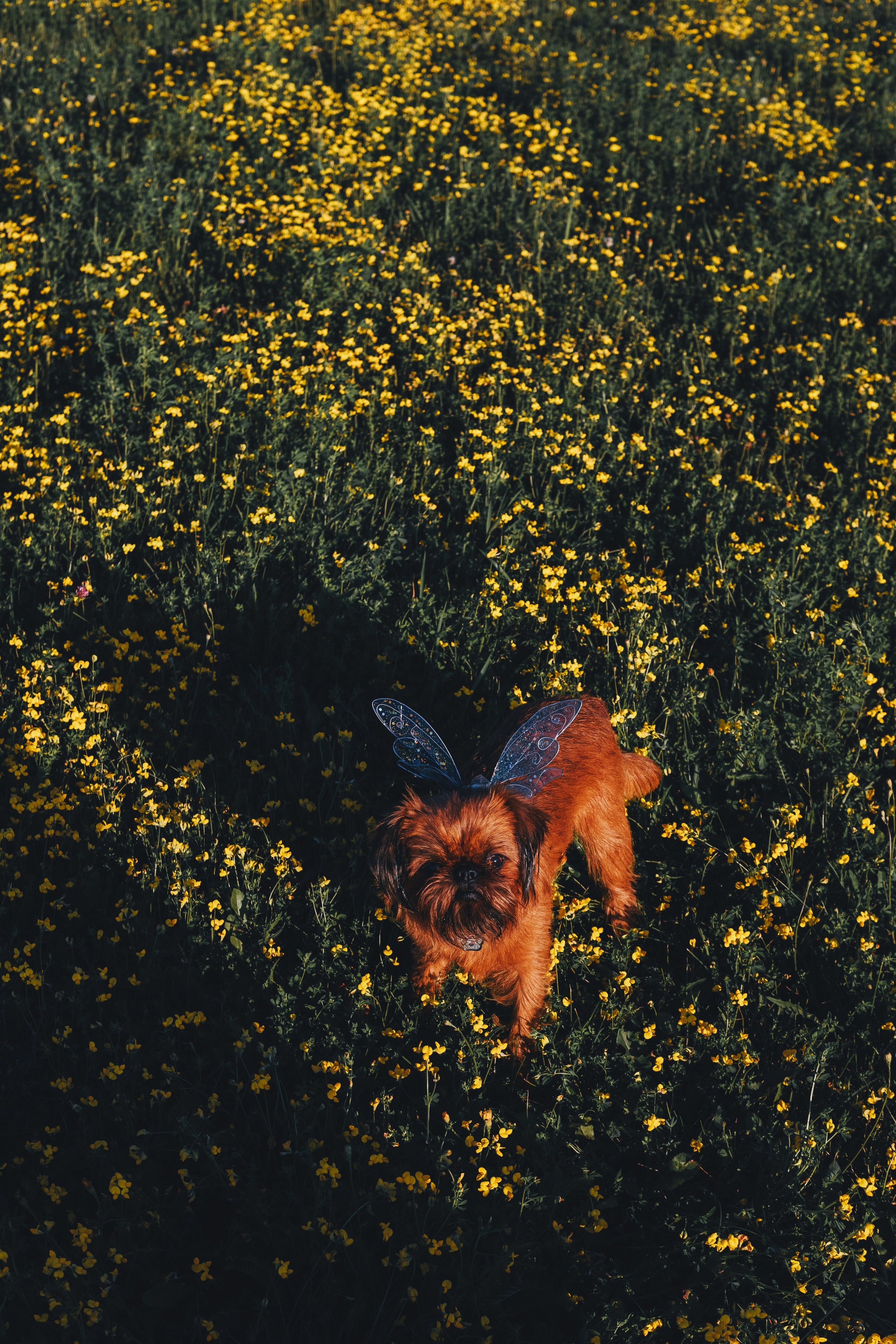 Катя и Яшма. Фотограф-анималист Ксения Воробьева, Москва