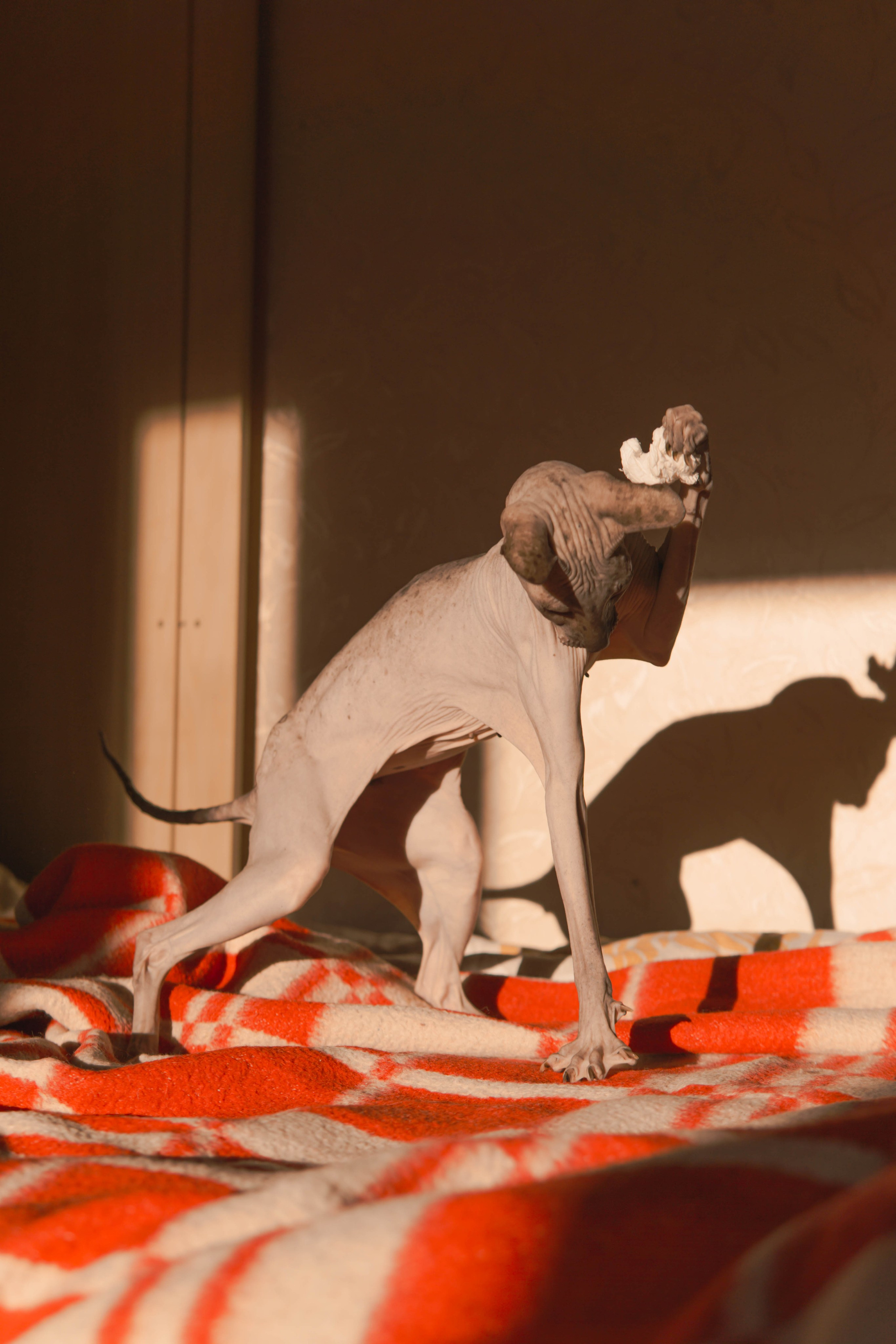 Бандит. Фотограф-анималист Ксения Воробьева, Москва