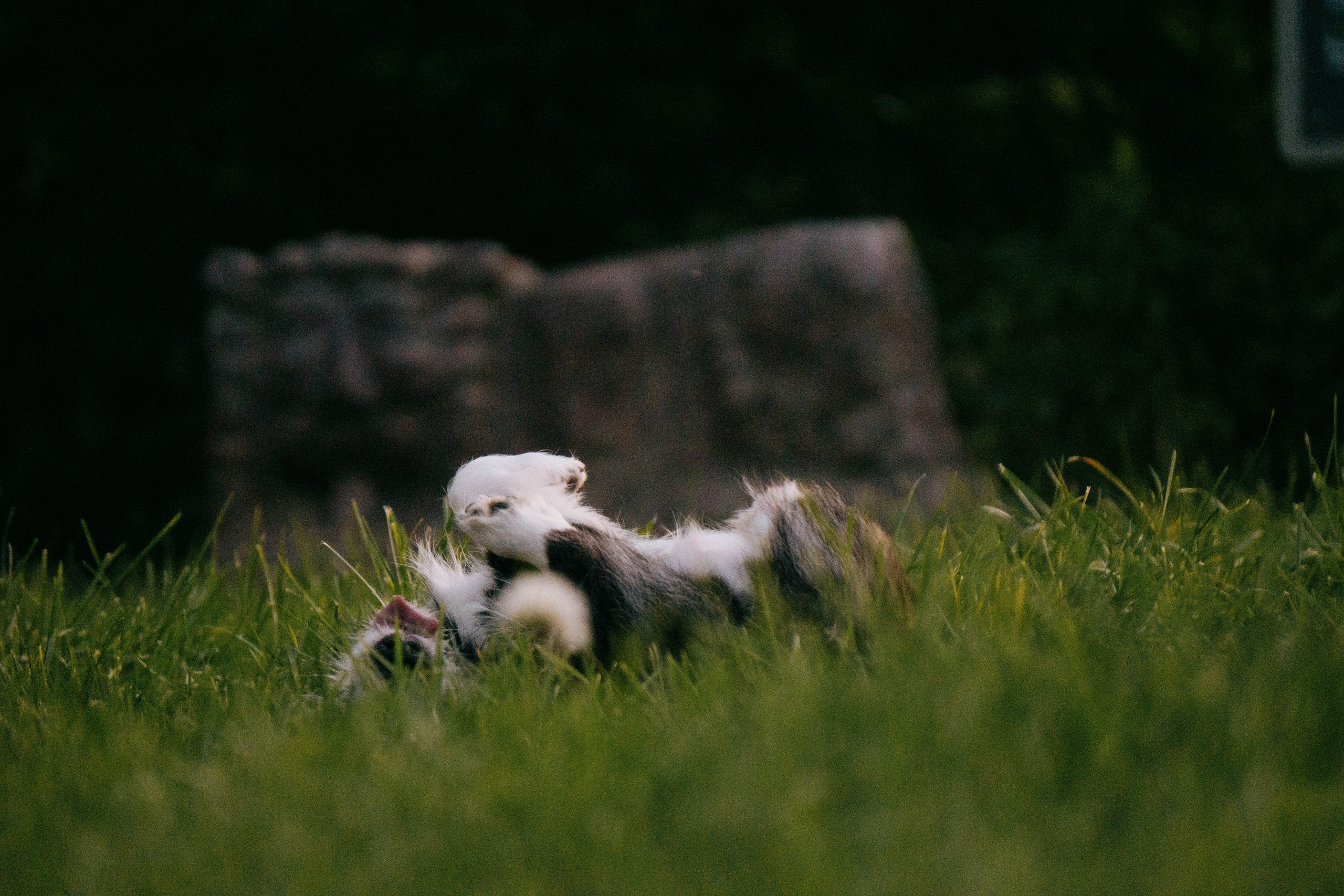 Даша и Тюбик. Фотограф-анималист Ксения Воробьева, Москва