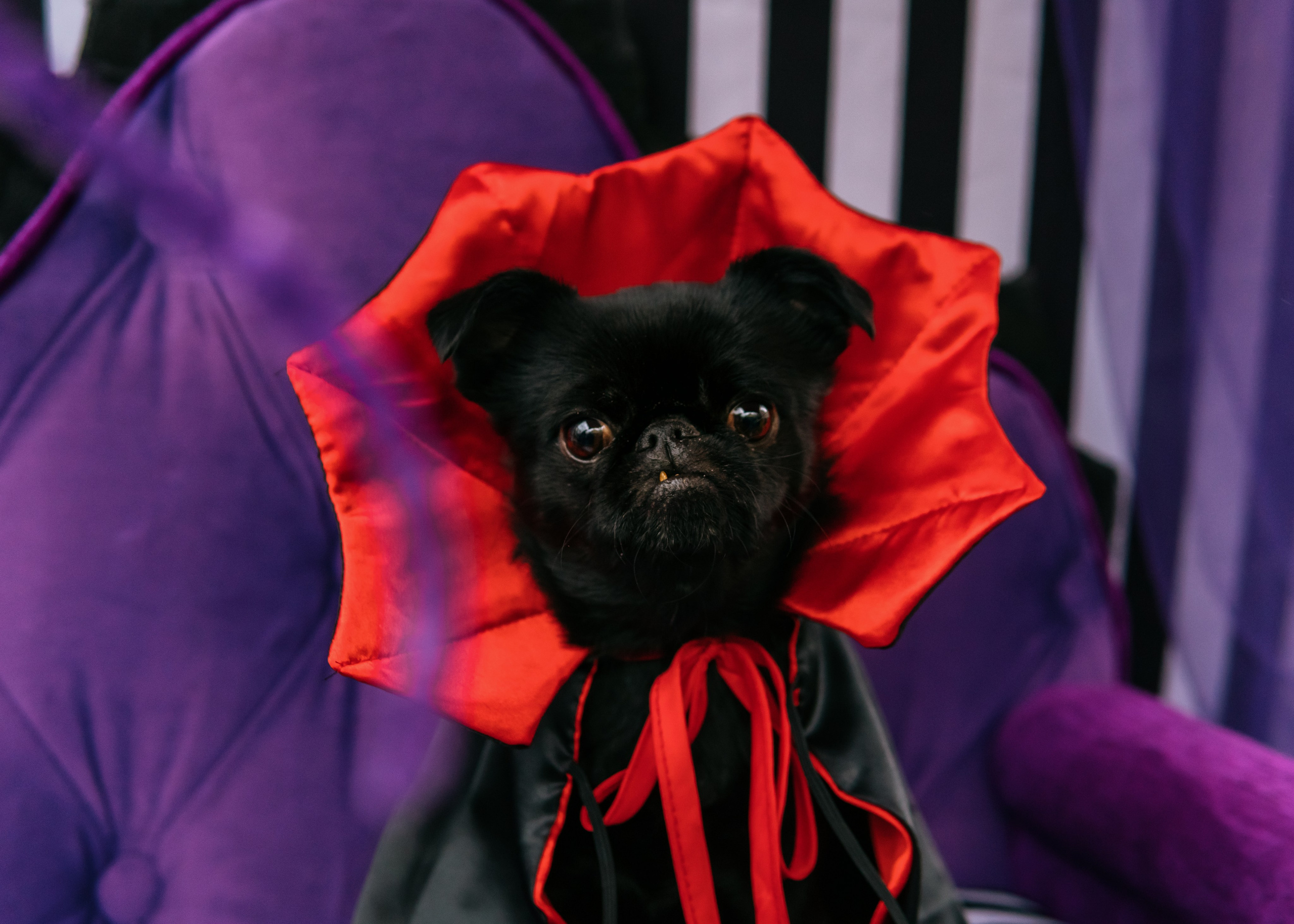 Тематическая встреча породников «Griffween». Фотограф-анималист Ксения Воробьева, Москва