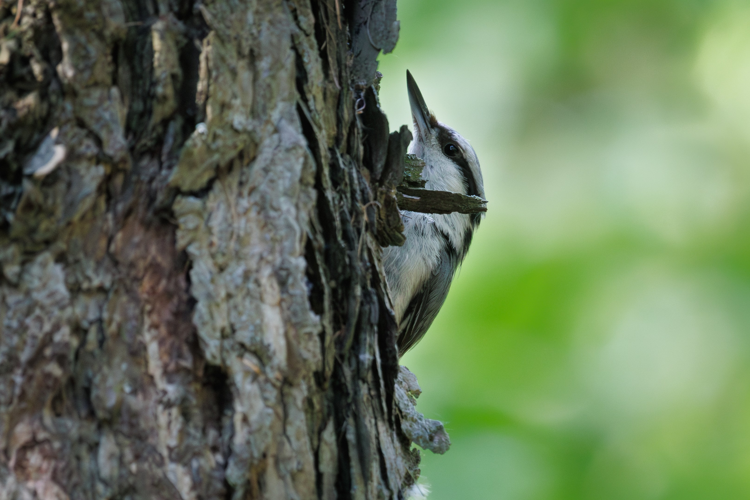 Поползень,  г. Люберцы, парк "Наташинский" Поползень,  г. Люберцы, парк "Наташинский" Снято на Canon EOS R8, RF 600 mm f11.