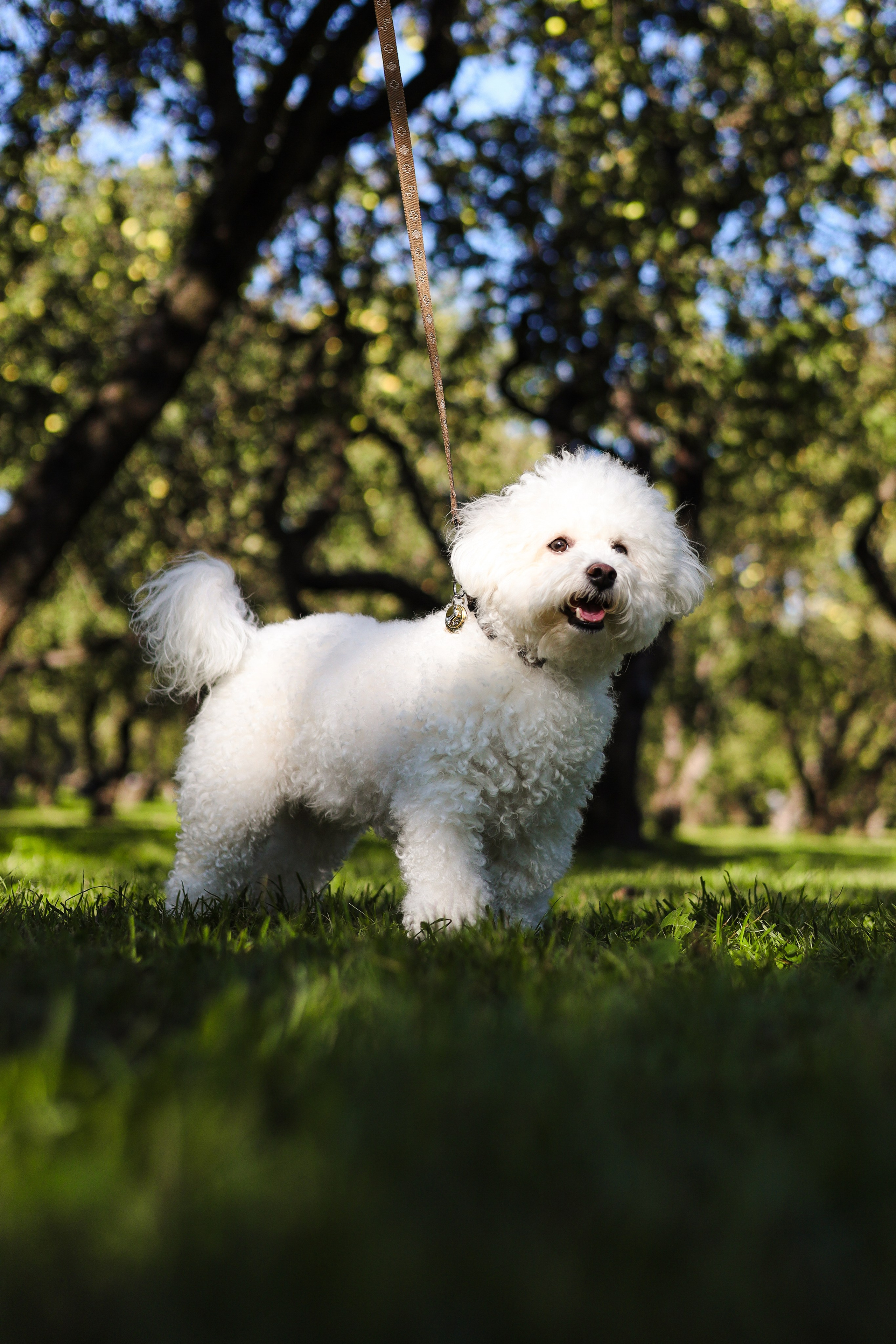 Тимоша, Катя и Вова. Фотограф-анималист Ксения Шевцова|Москва