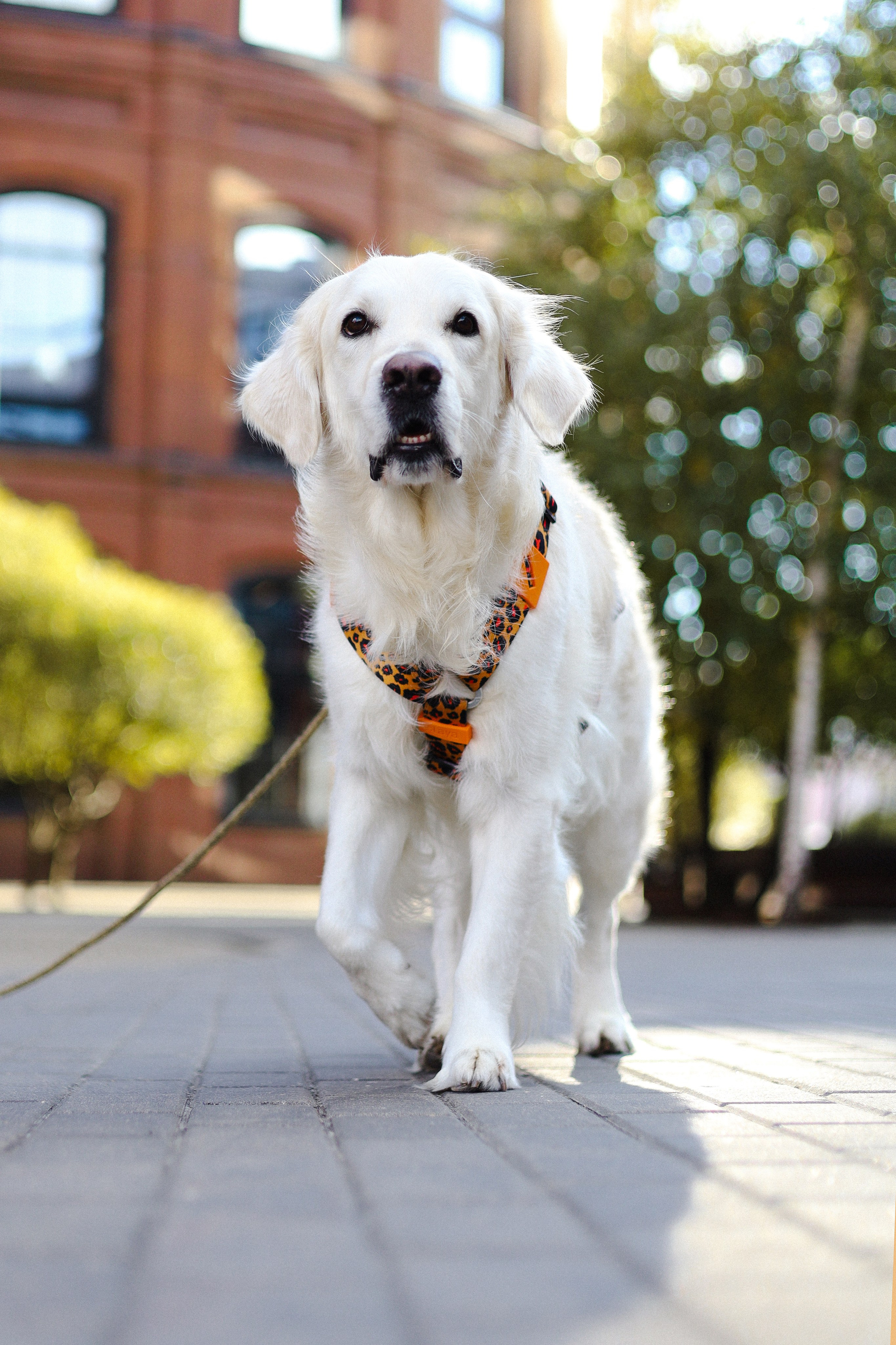Зиз и Юля. Часть 3. Фотограф-анималист Ксения Шевцова|Москва