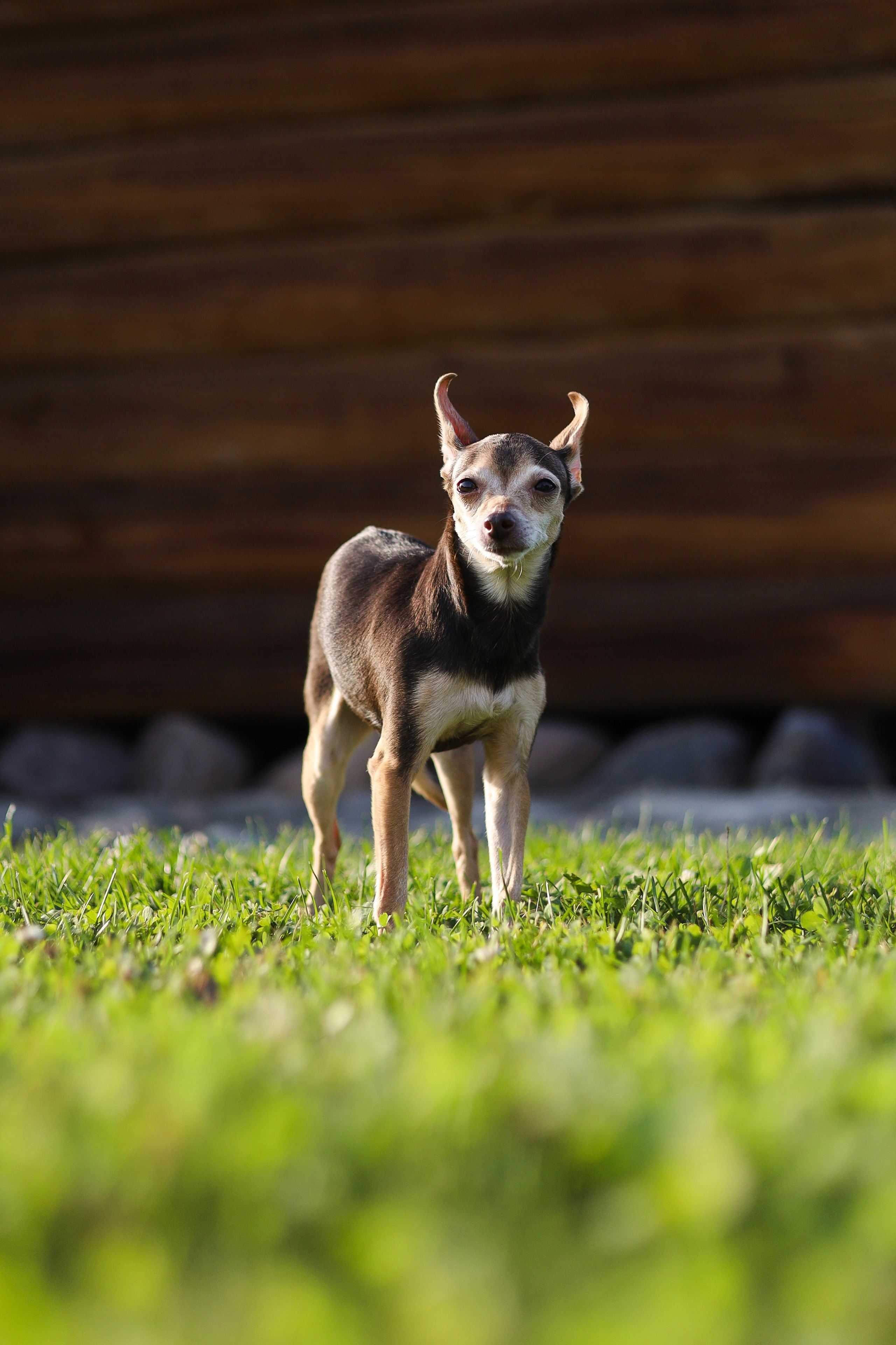 Белла и Марина. Фотограф-анималист Ксения Шевцова|Москва