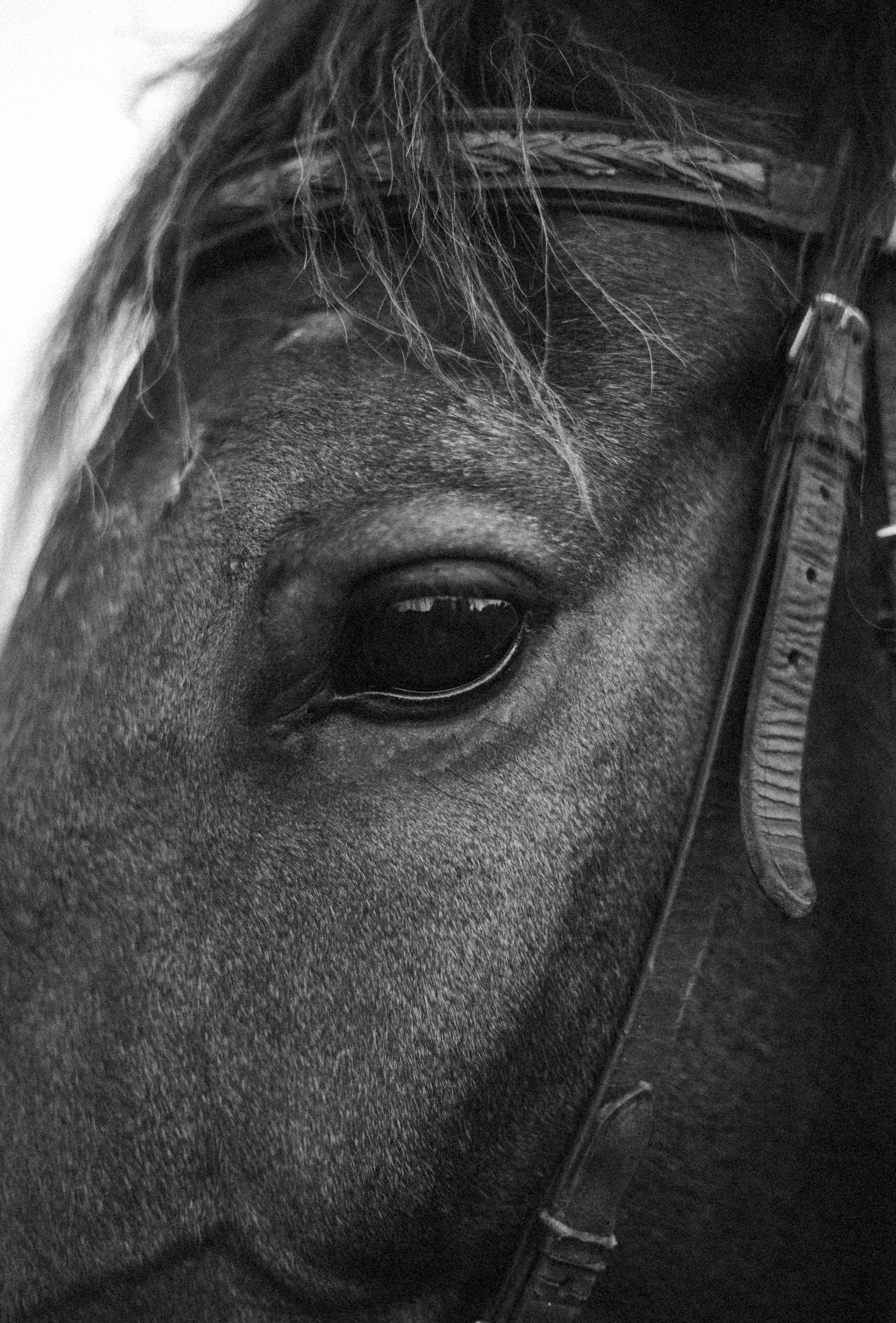 Охота на овец. Портретный фотограф в Минске