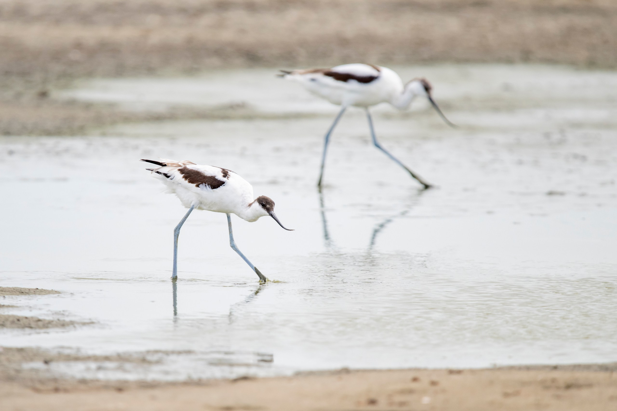 Природа Дагестана, сентябрь 2024. Foto-Zuev фотография как искусство