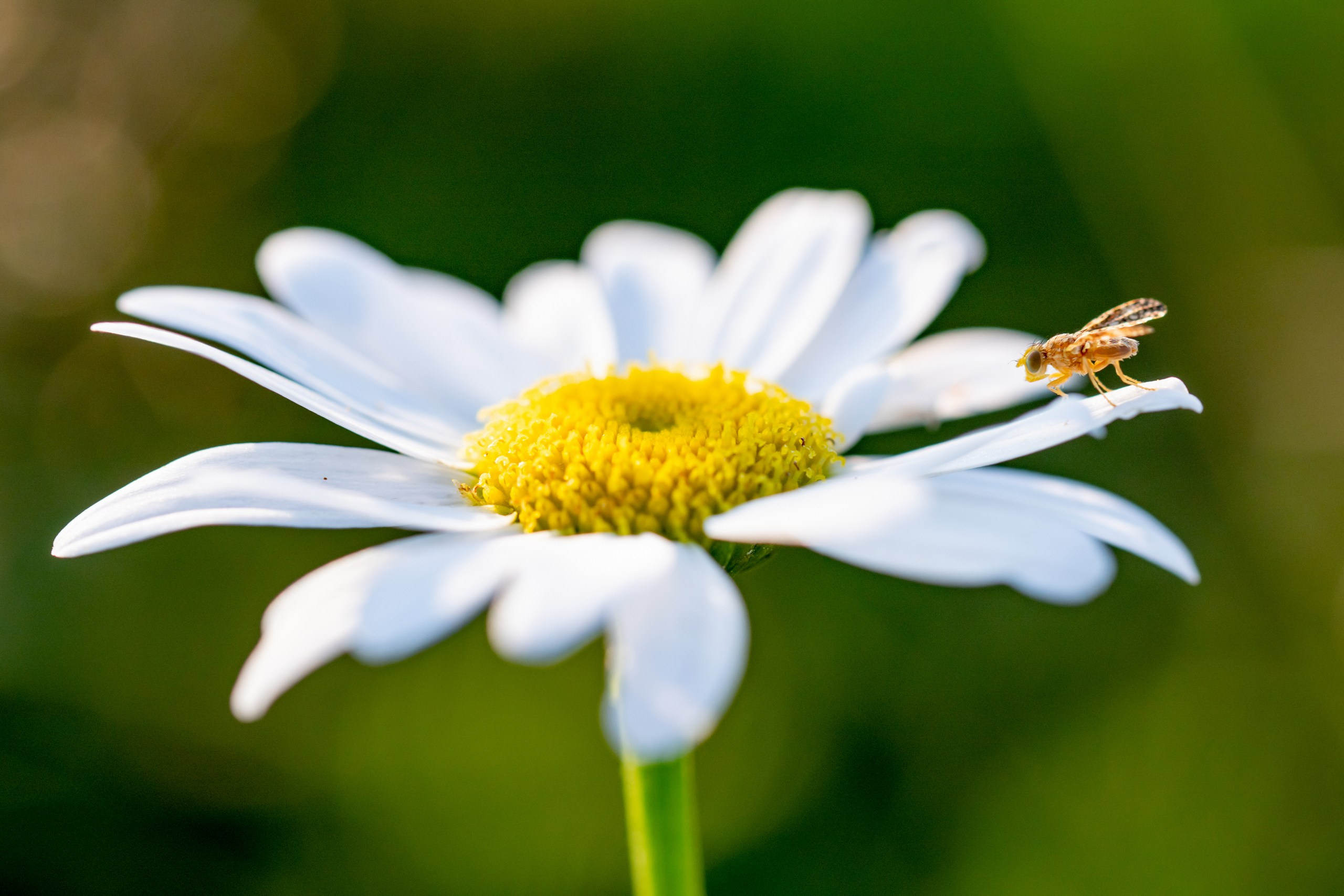 Макрофотосъёмка. Foto-Zuev фотография как искусство