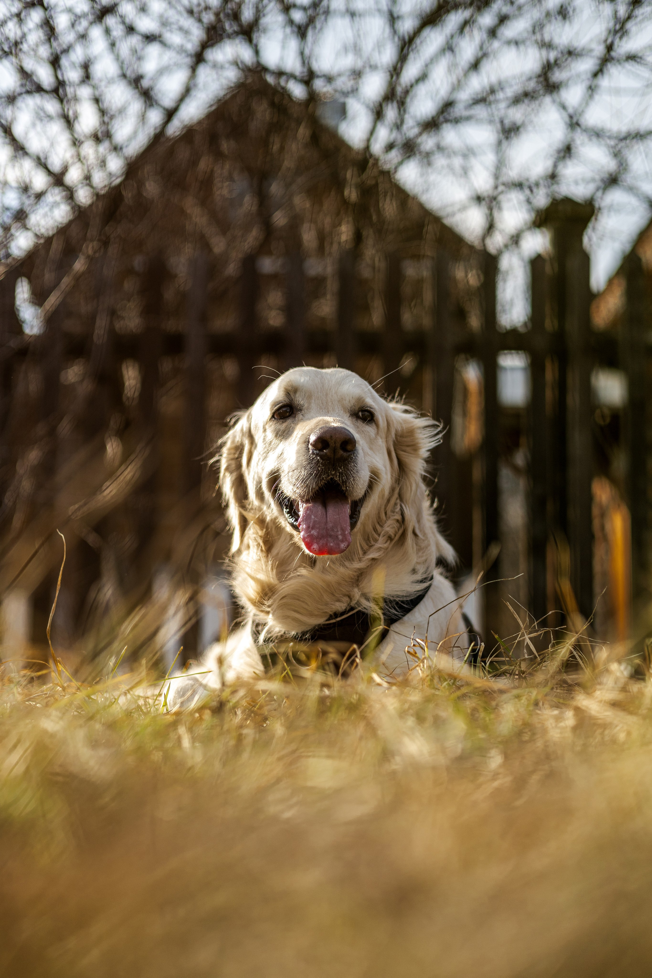 Зиз и Юля. Часть 1. Фотограф-анималист Ксения Шевцова|Москва