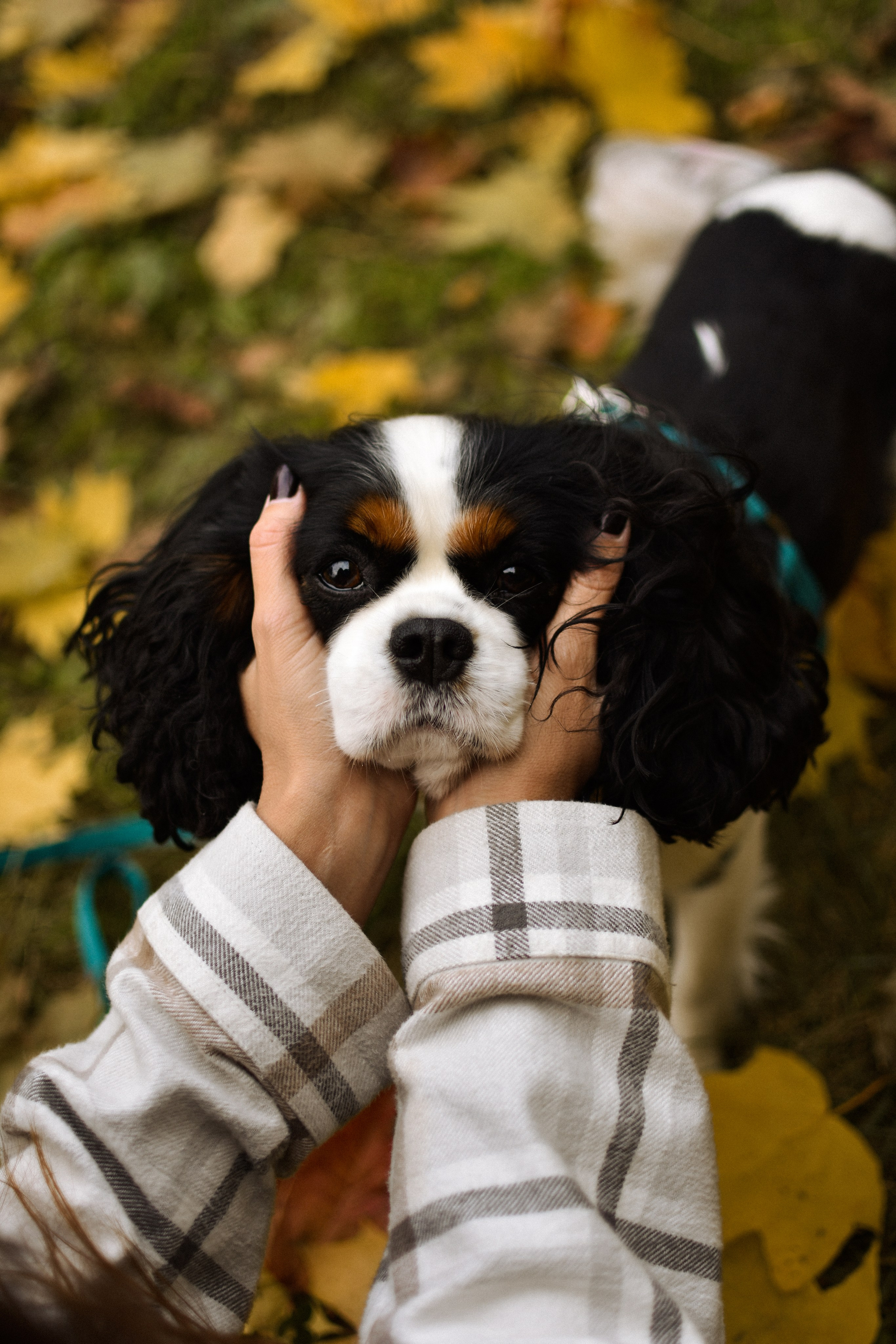 Молли, Кристина и Полина. Фотограф-анималист Ксения Шевцова|Москва