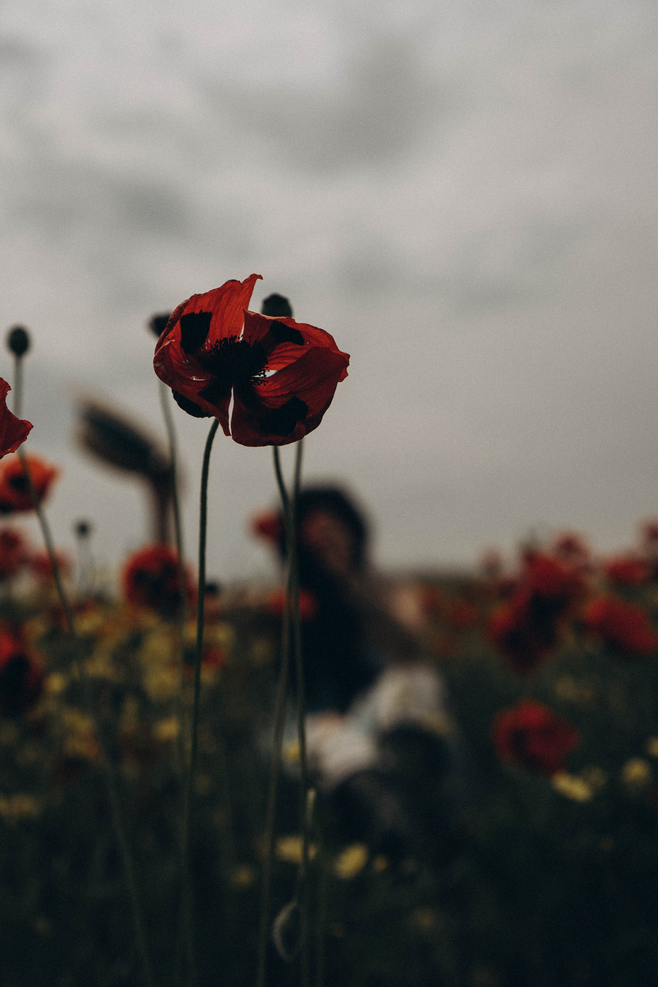 Цветочная поляна. Профессиональный фотограф, Санкт-Петербург — Виктория Богомолова