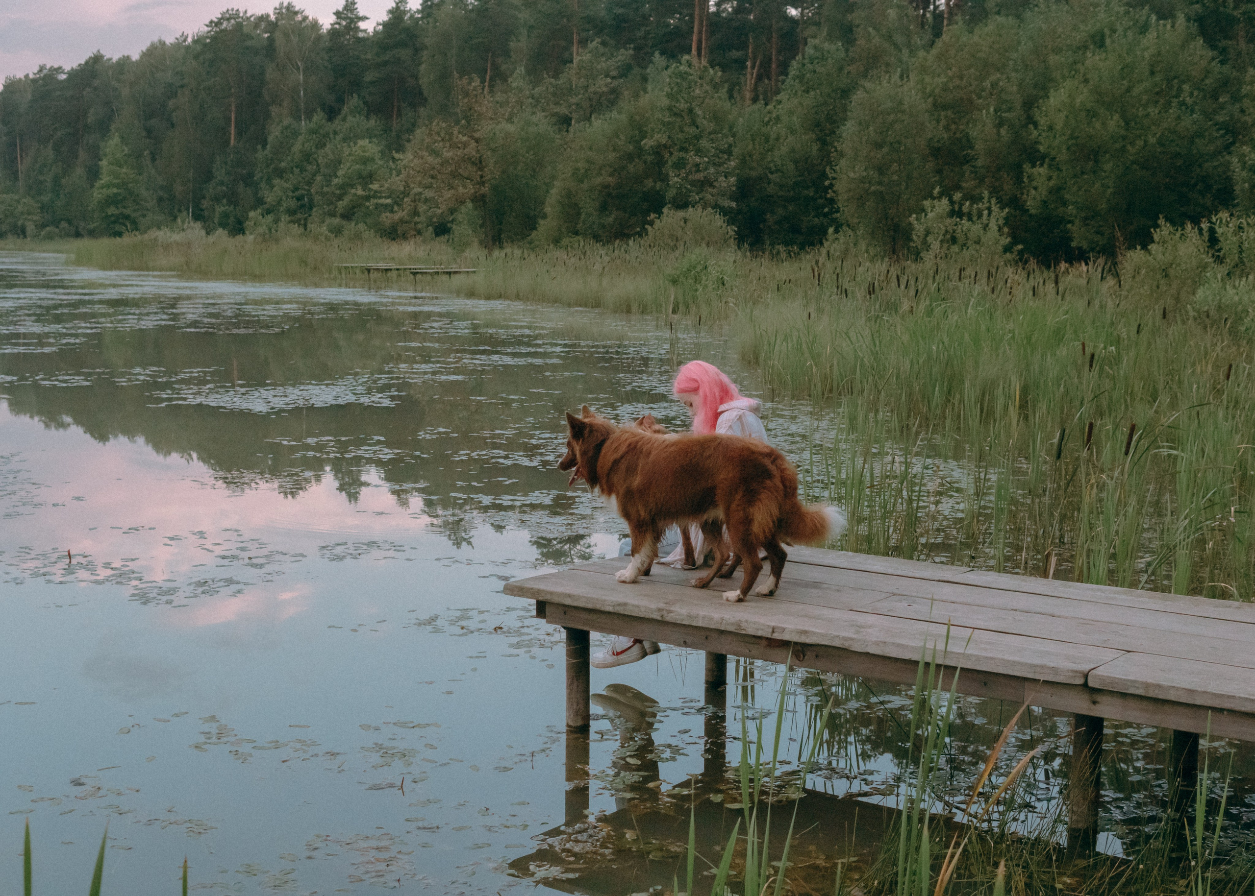 Виолетта, Лила и Питер. Фотограф-анималист Ксения Воробьева, Москва
