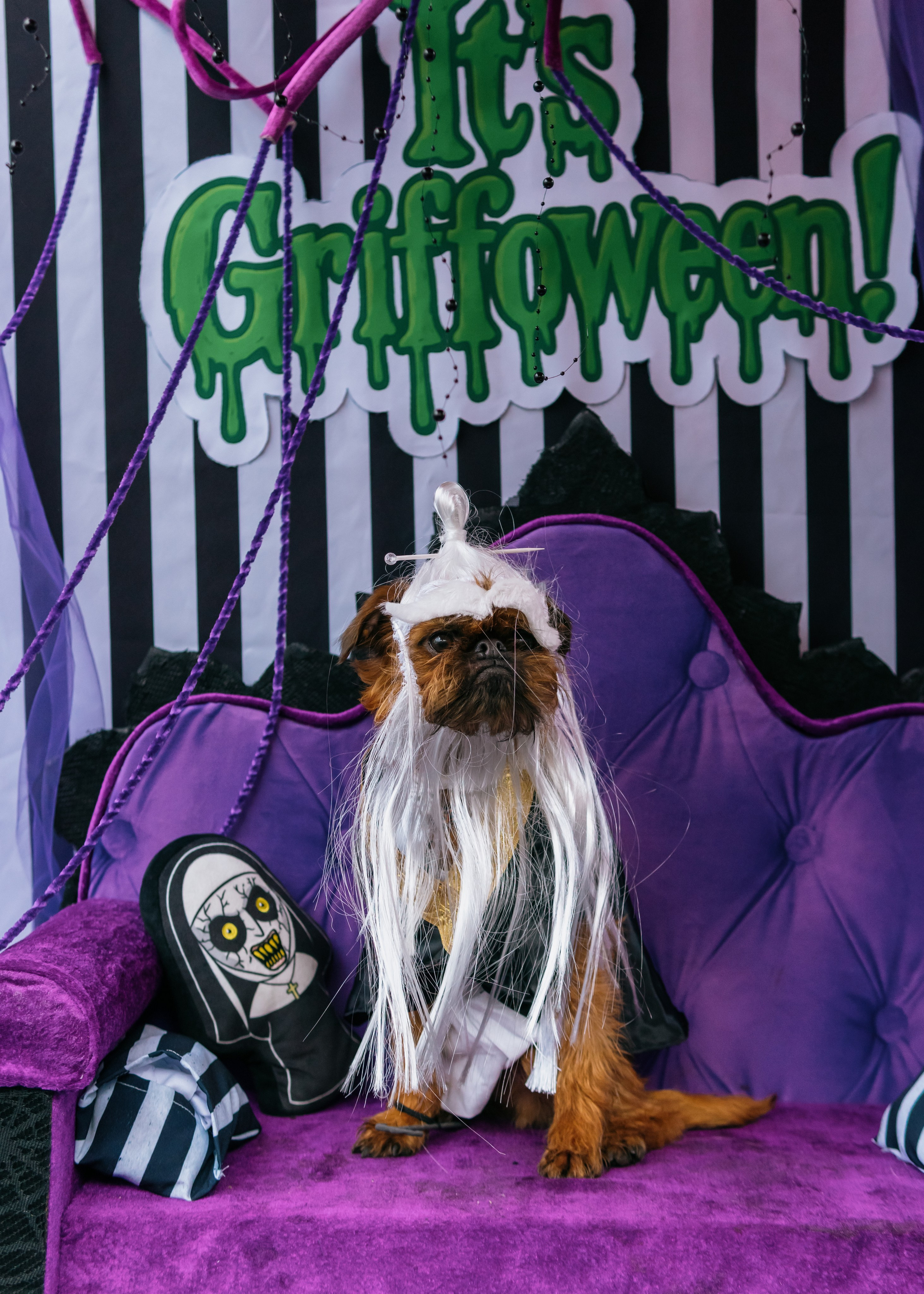 Тематическая встреча породников «Griffween». Фотограф-анималист Ксения Воробьева, Москва