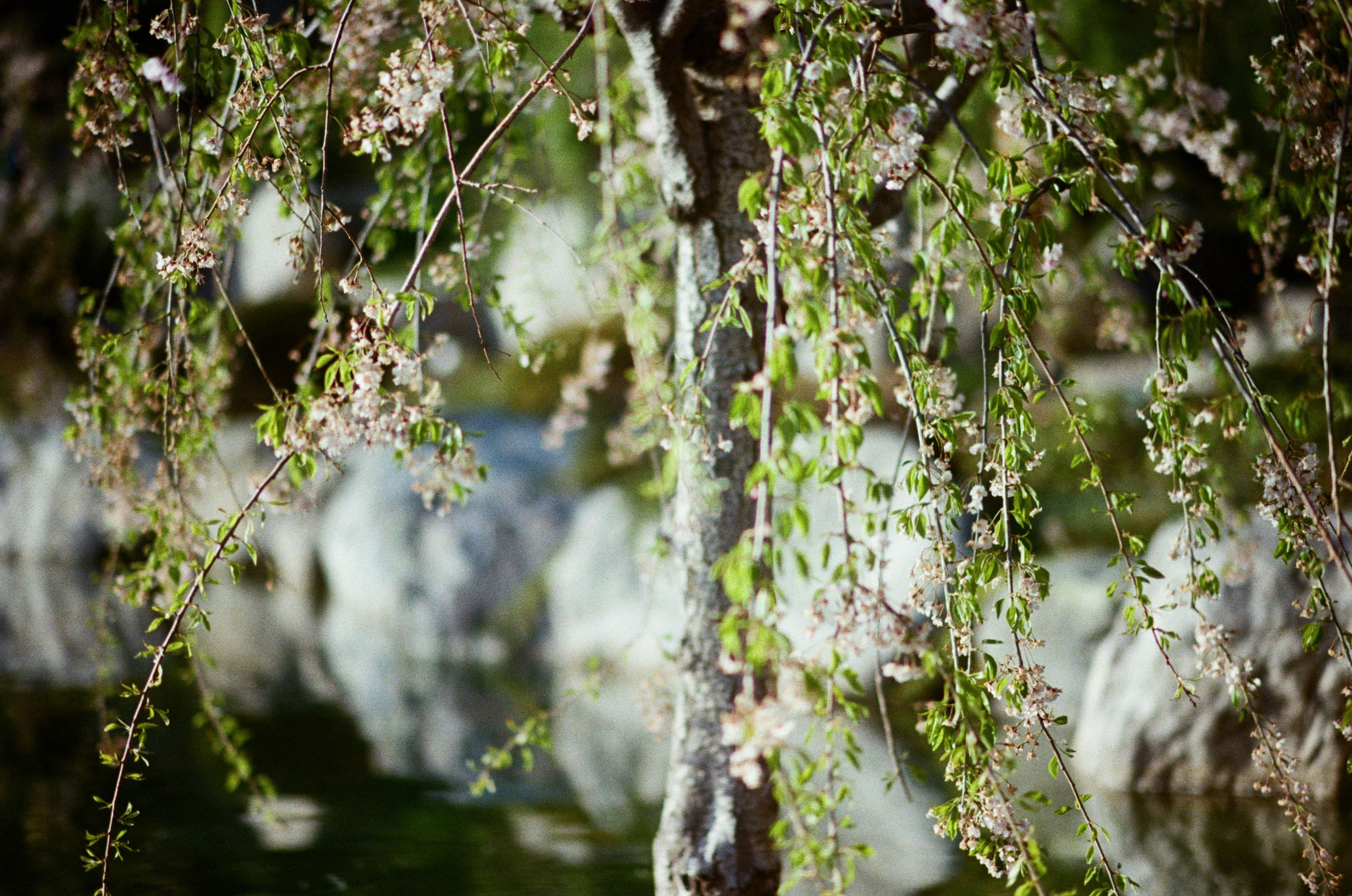 Sakura blues // ukraine, crimea IV. EVER EXPOSED