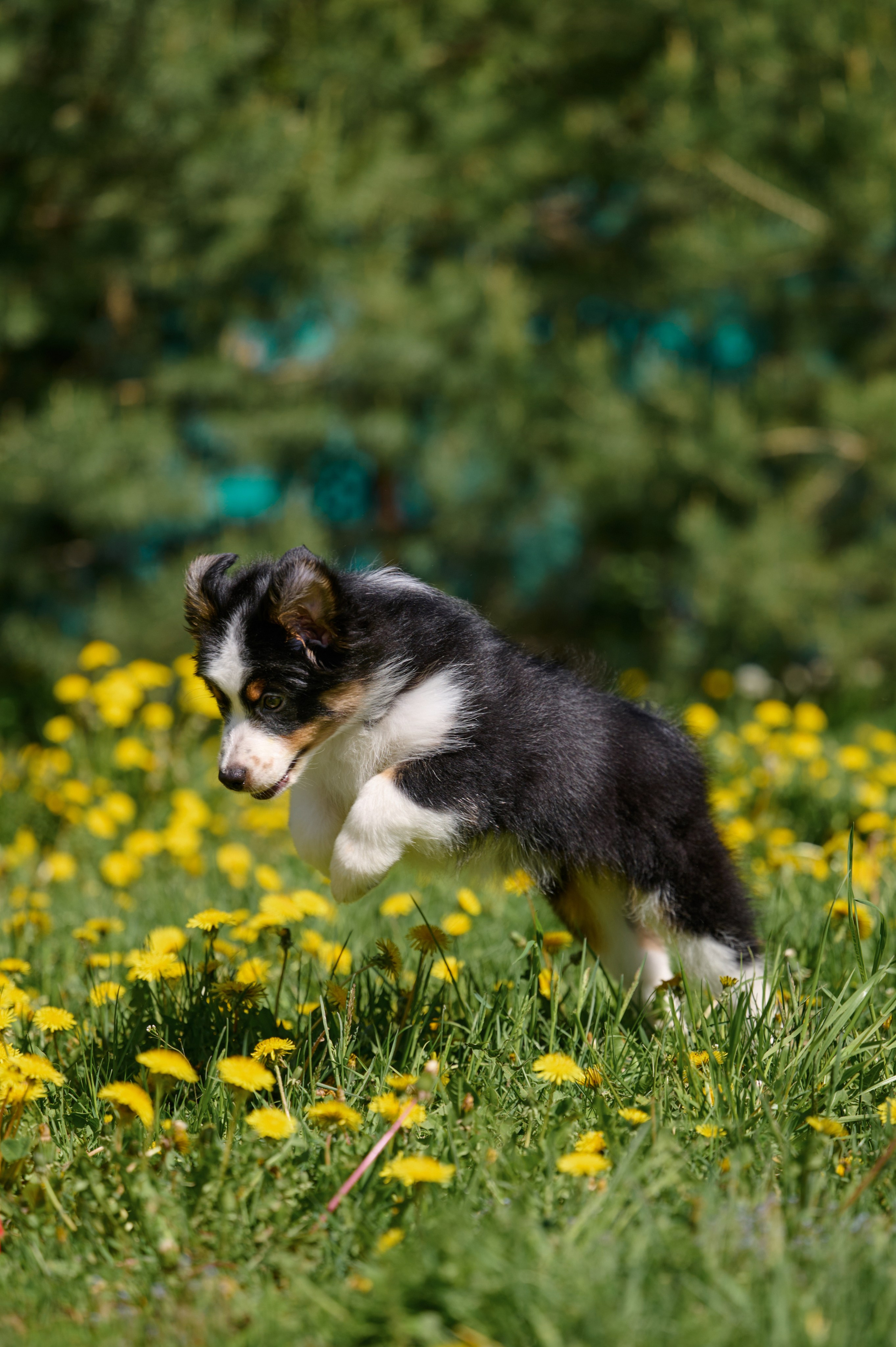 Щенки и котята на улице. Фотограф анималист в Казани Алина Сулейманова. Фотограф животных