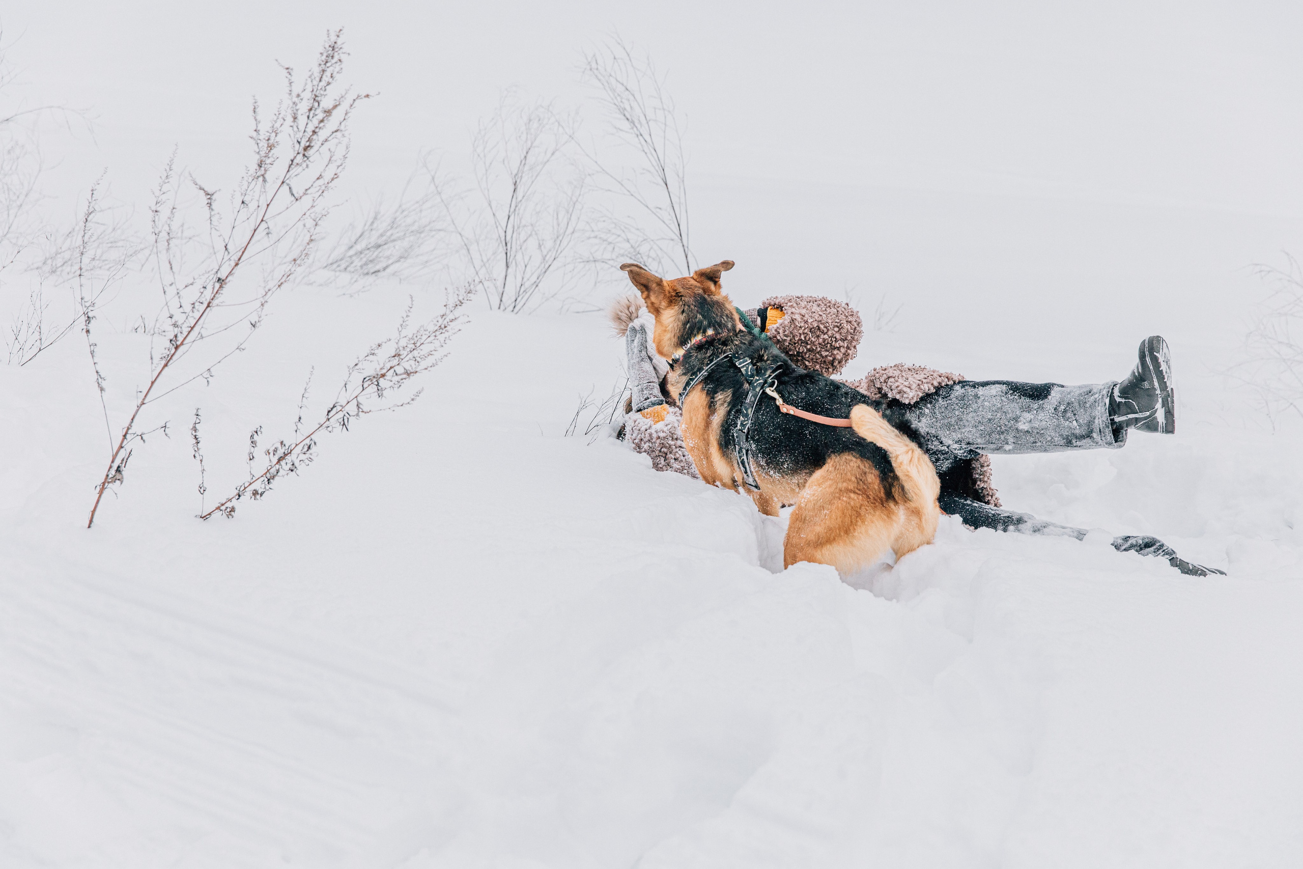 Саша и Ньют. Фотограф-анималист в Москве Соломонова Варвара