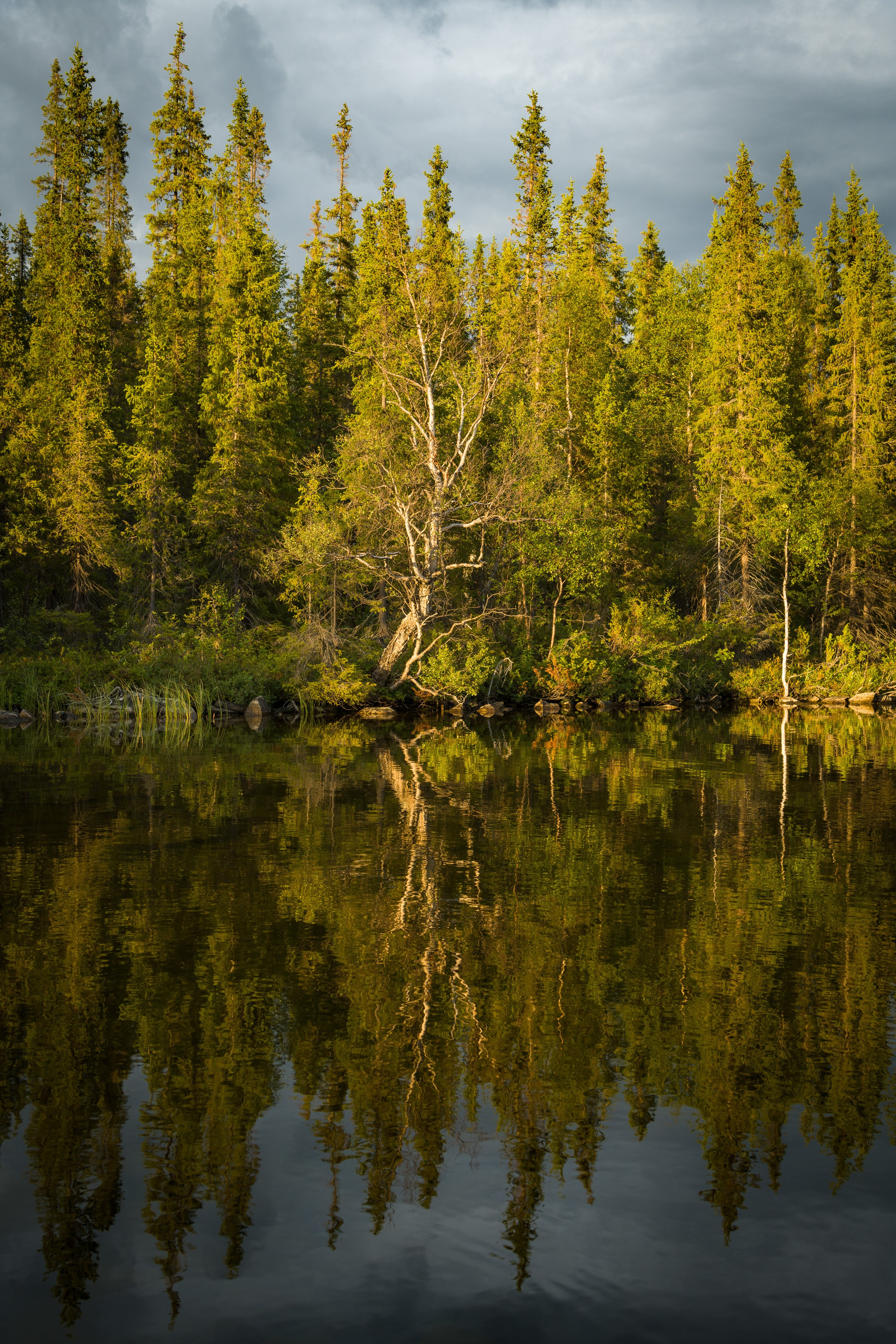 Лапландский заповедник. Northern Nights