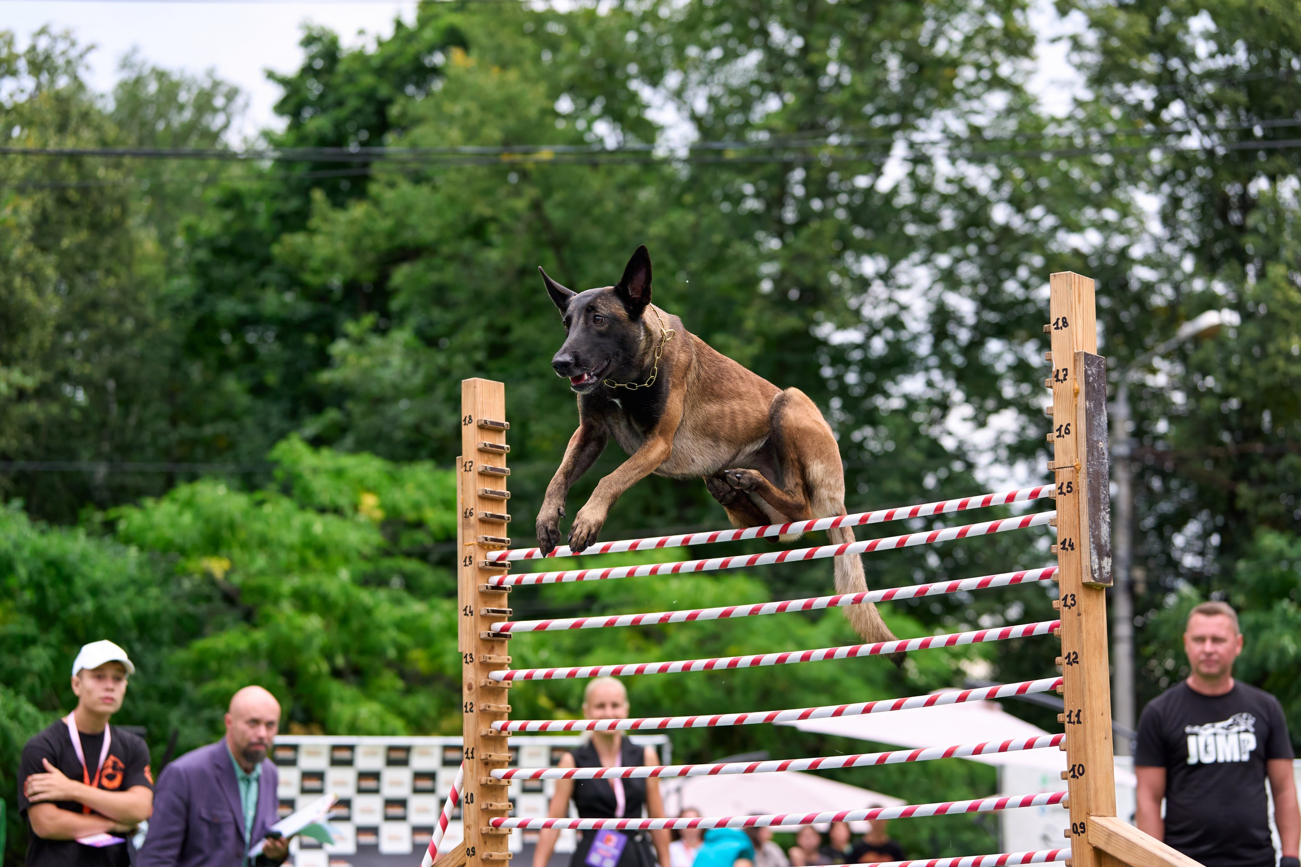 4 лапы Фест. Многоборье. Фотограф-анималист Михаил Манухин
