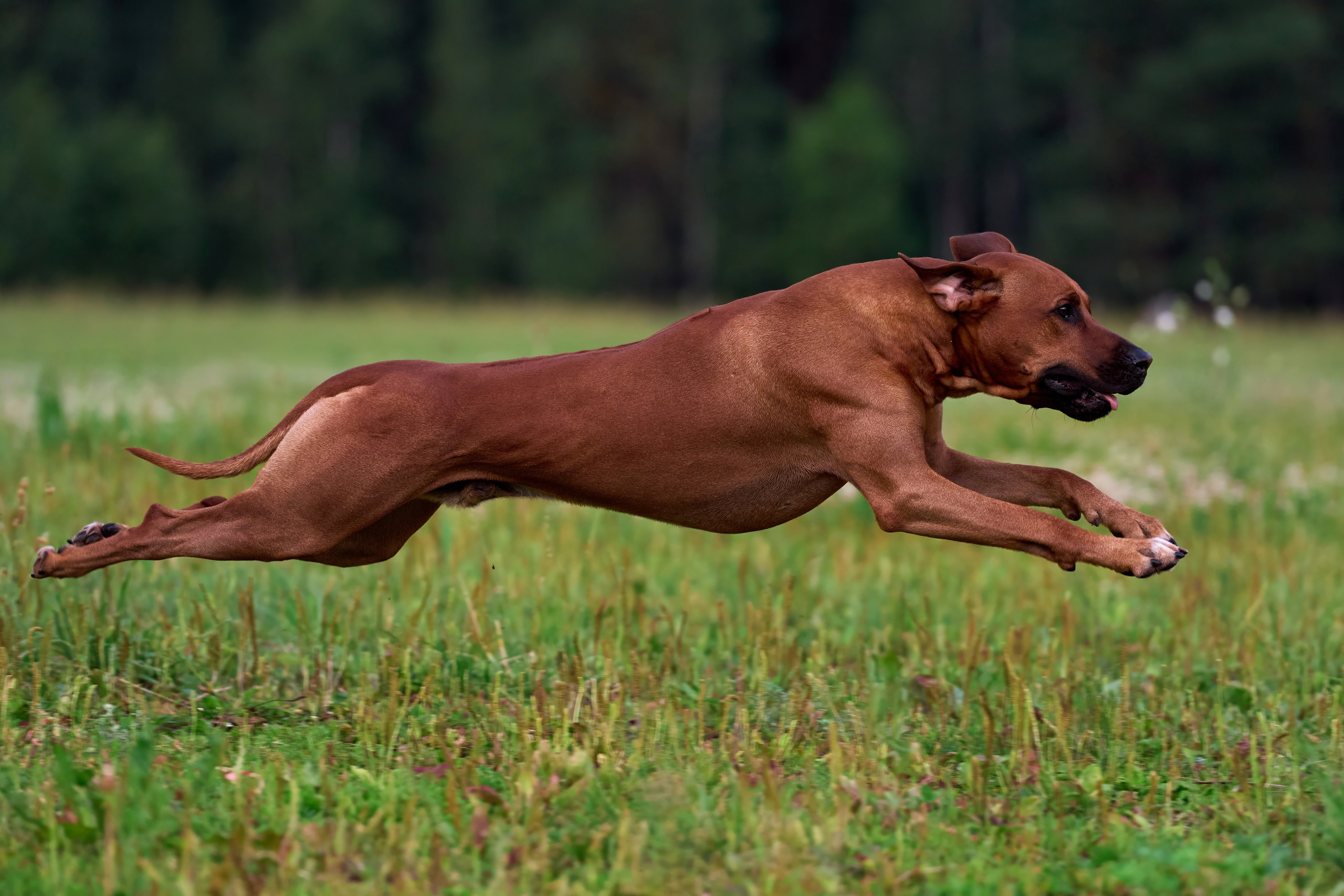 Тренировка по курсингу в Донино. Фотограф-анималист Михаил Манухин