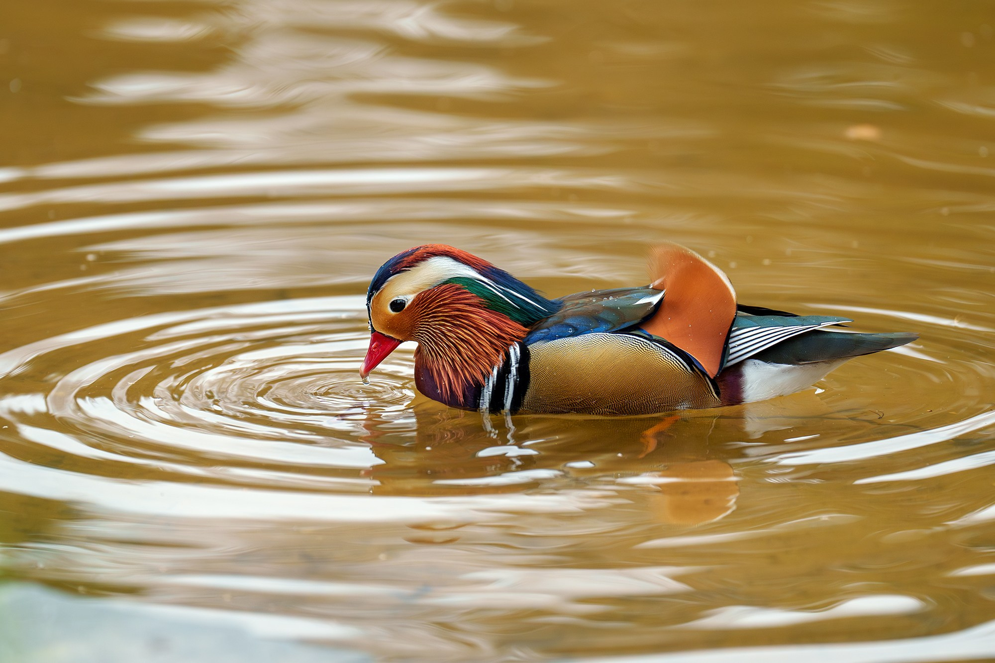 Удивительные мир птиц. Вокруг нас столько прекрасного — присмотритесь!. Ваш личный фотограф Марина Волкова