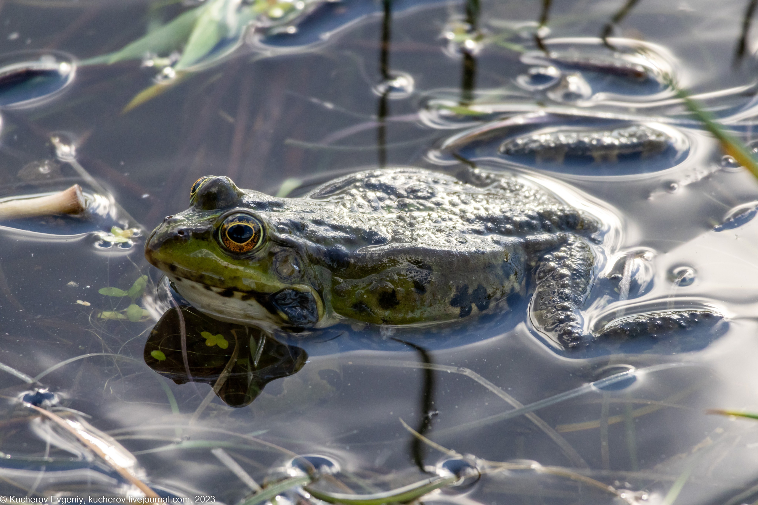 Лягушки. Кучеров Евгений. Фотограф