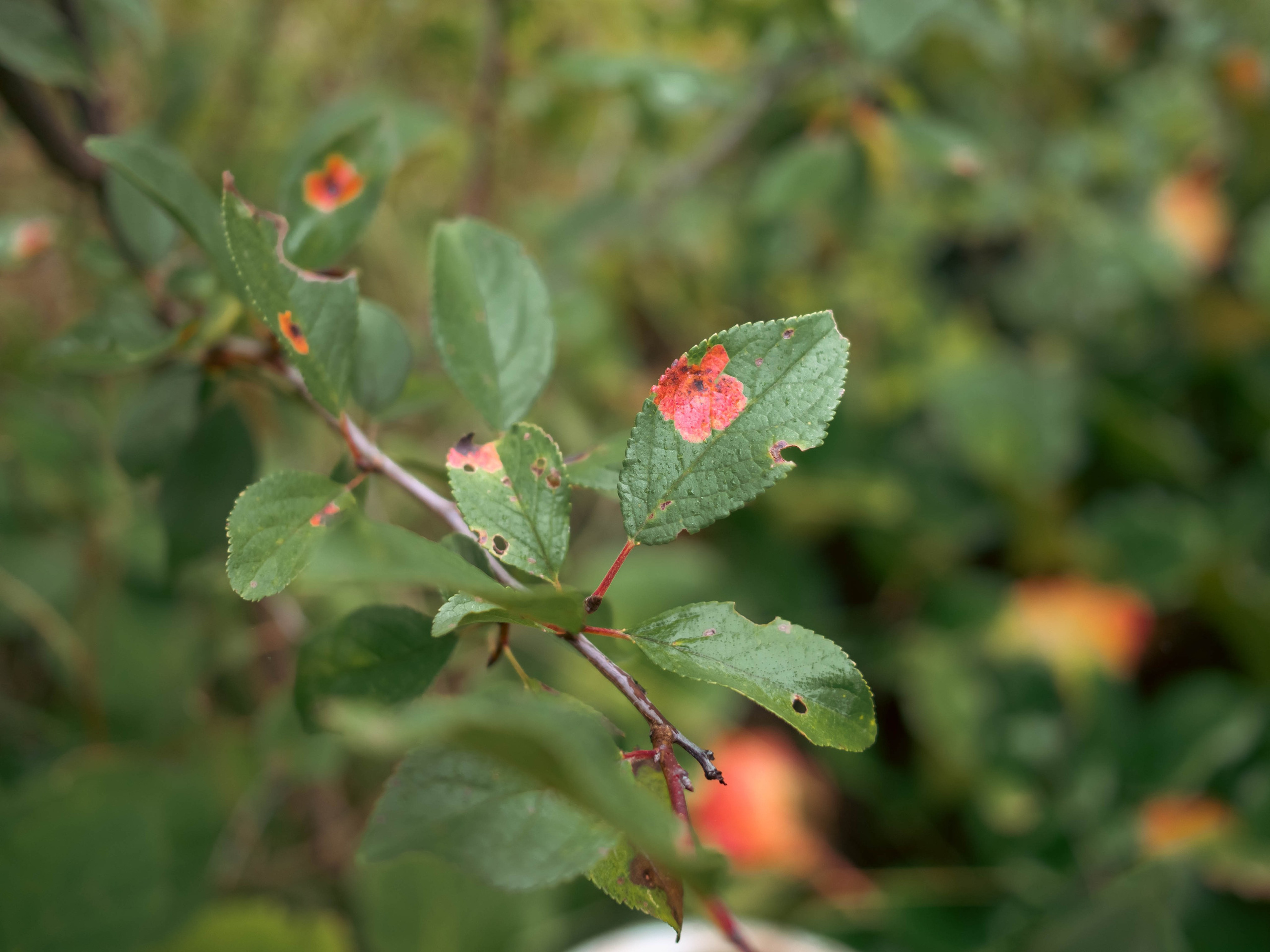 20230916 Дача. Дмитрий Ремизов. Фотография, как хобби