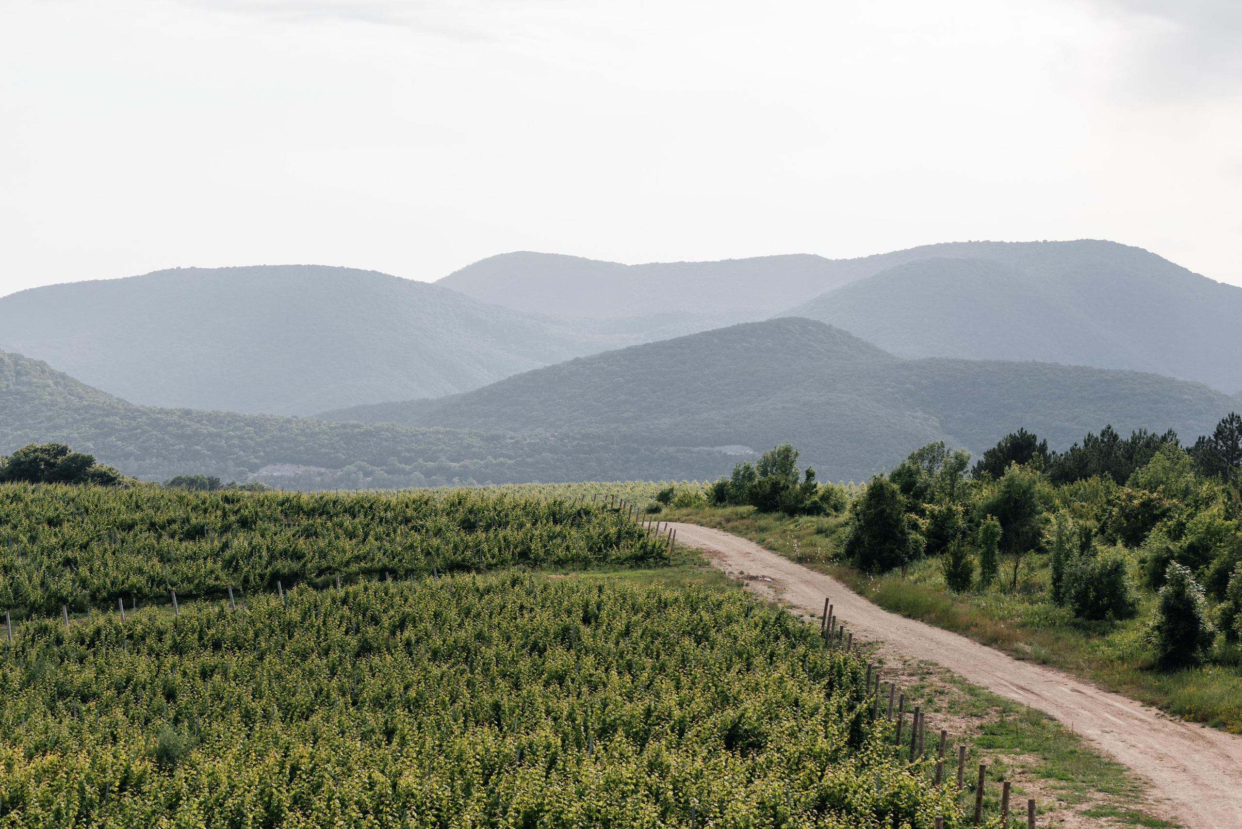 Ваге & Аня. Wedding photographers Alex Abramyan