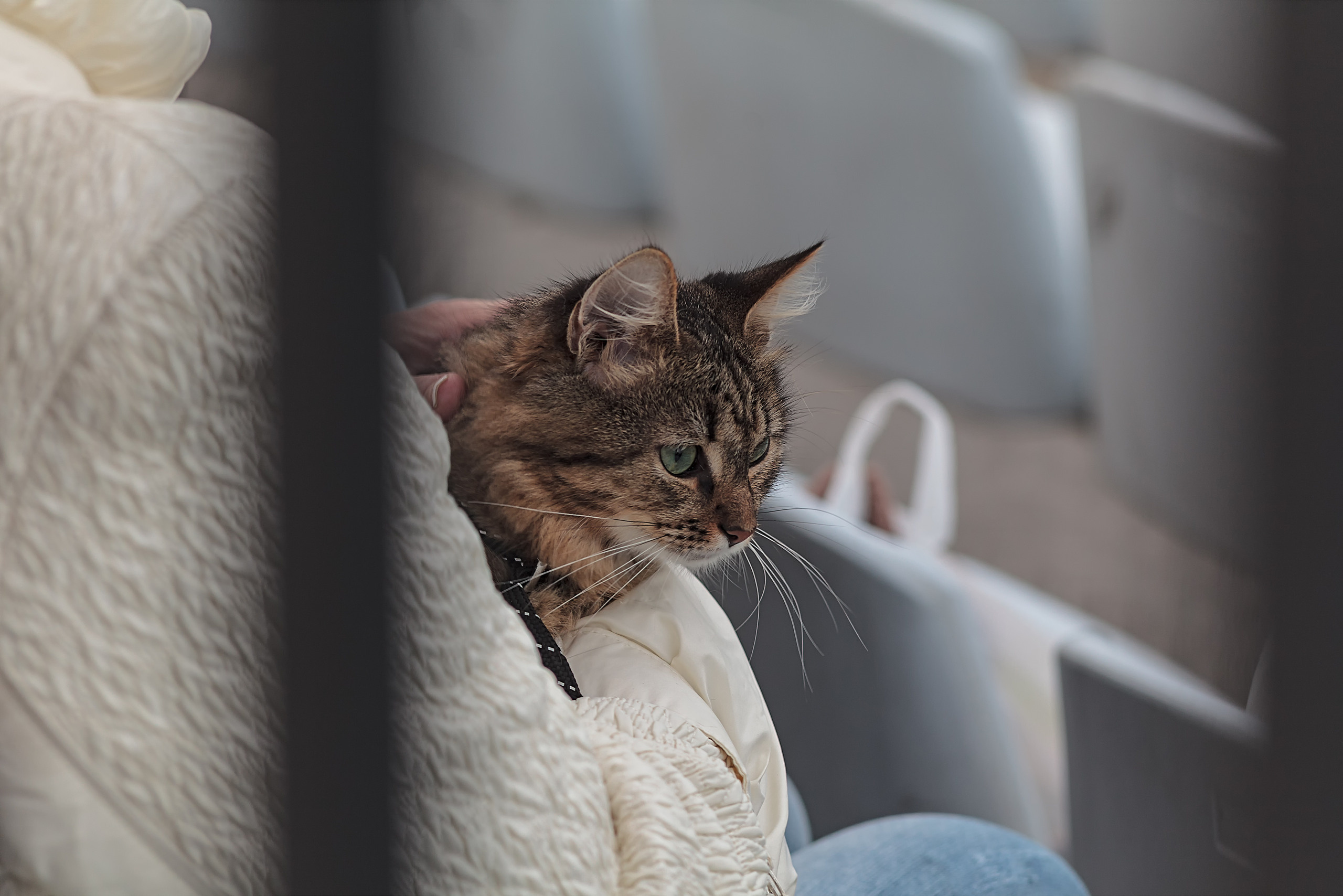 картина, фотокартина, картина в Гомеле, painting, canvas