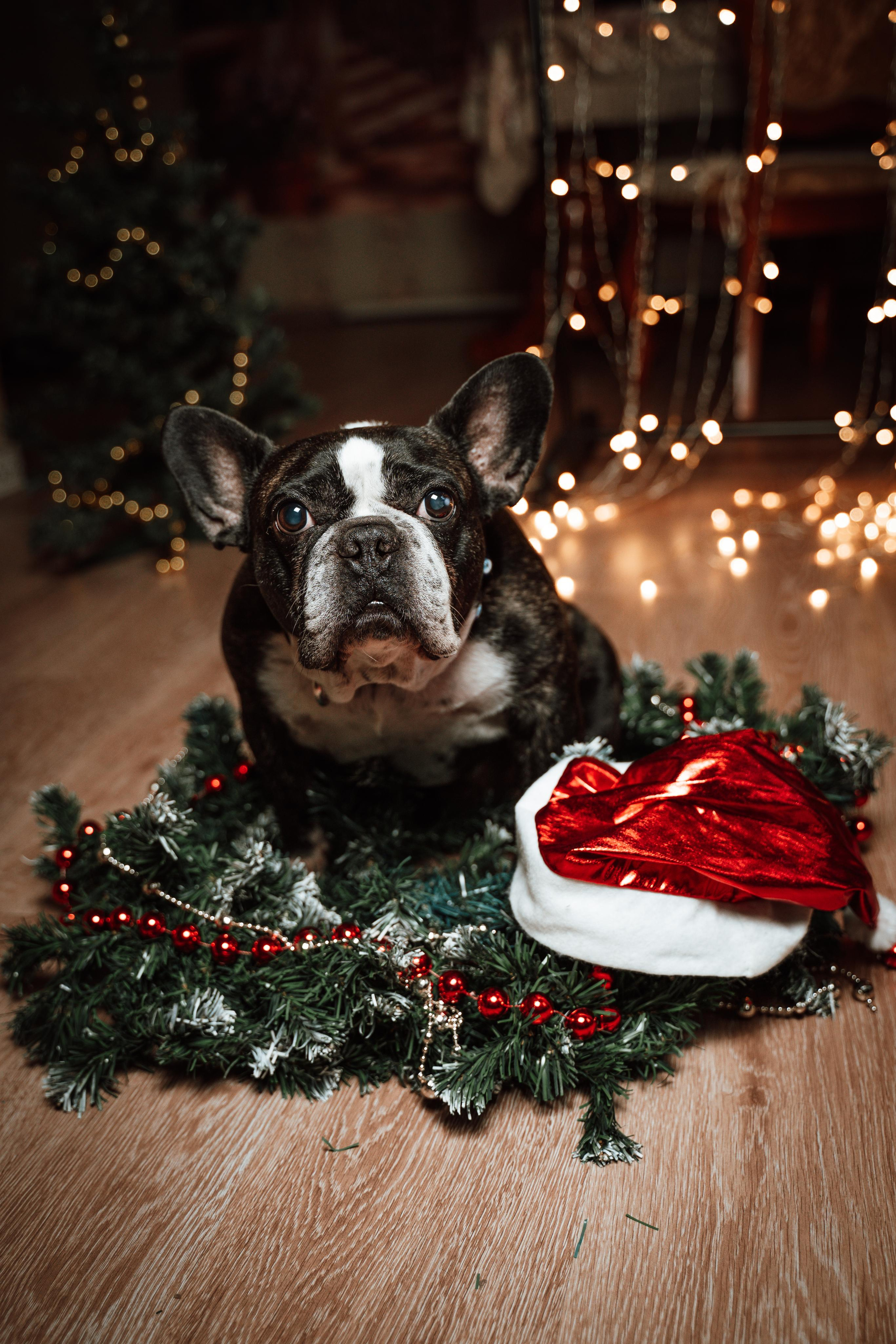 Съёмки животных. Фотограф Ким Наталья в Красноярске