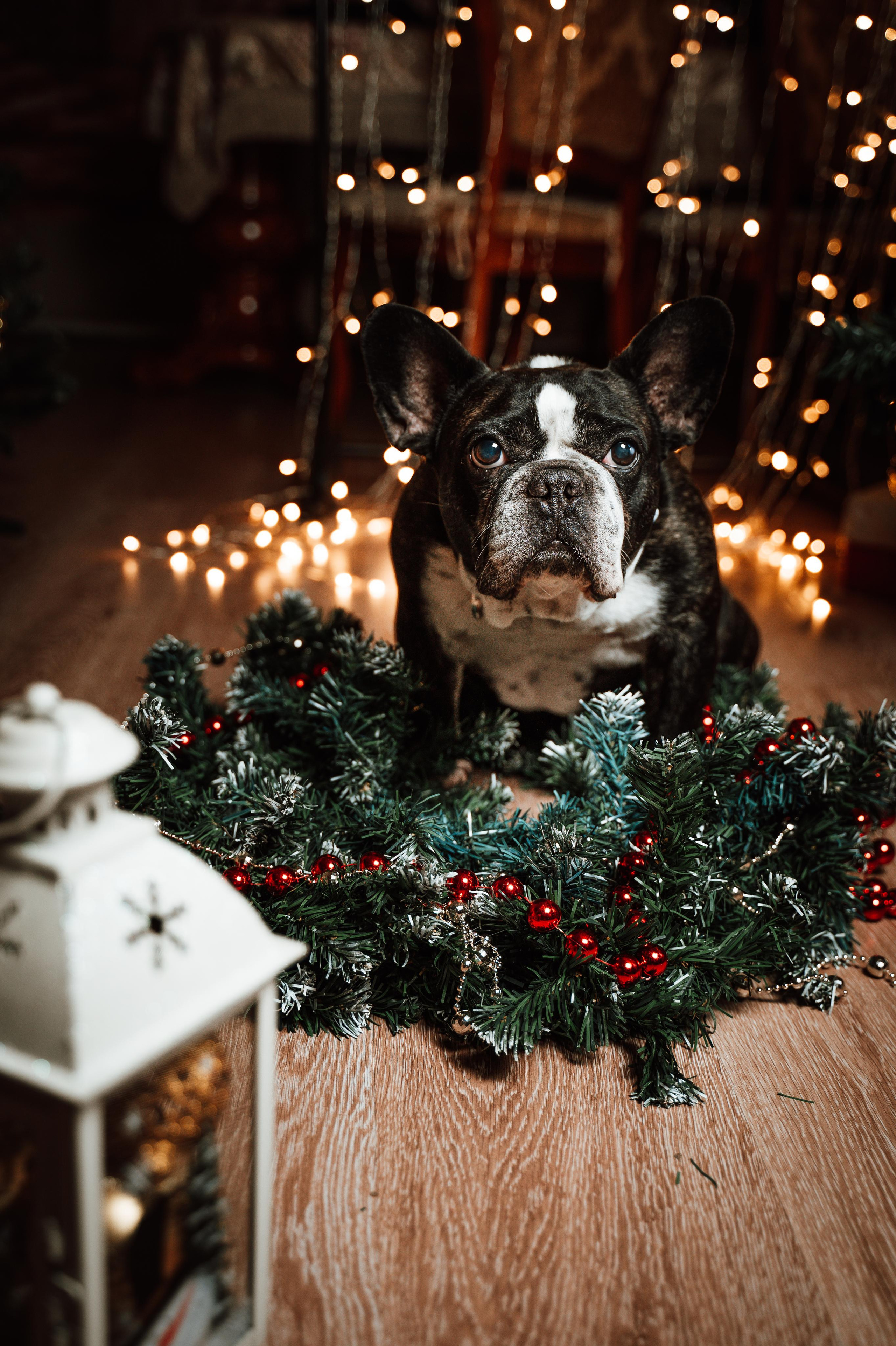 Съёмки животных. Фотограф Ким Наталья в Красноярске