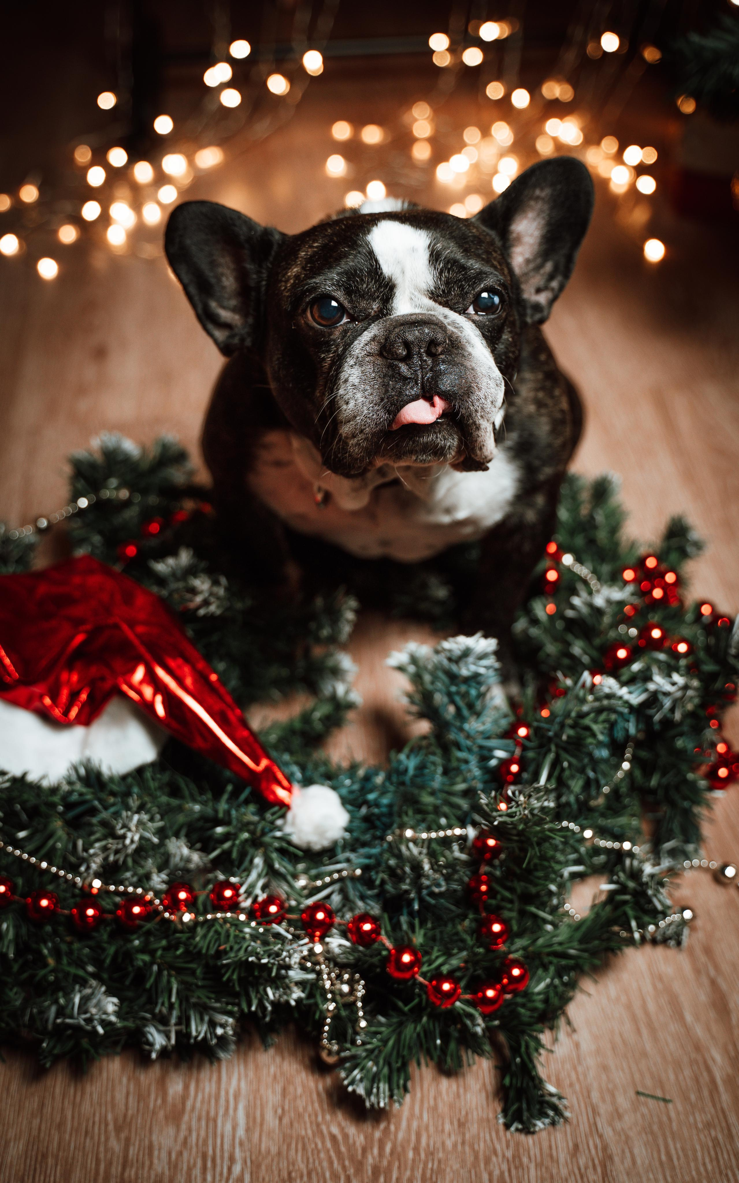 Съёмки животных. Фотограф Ким Наталья в Красноярске