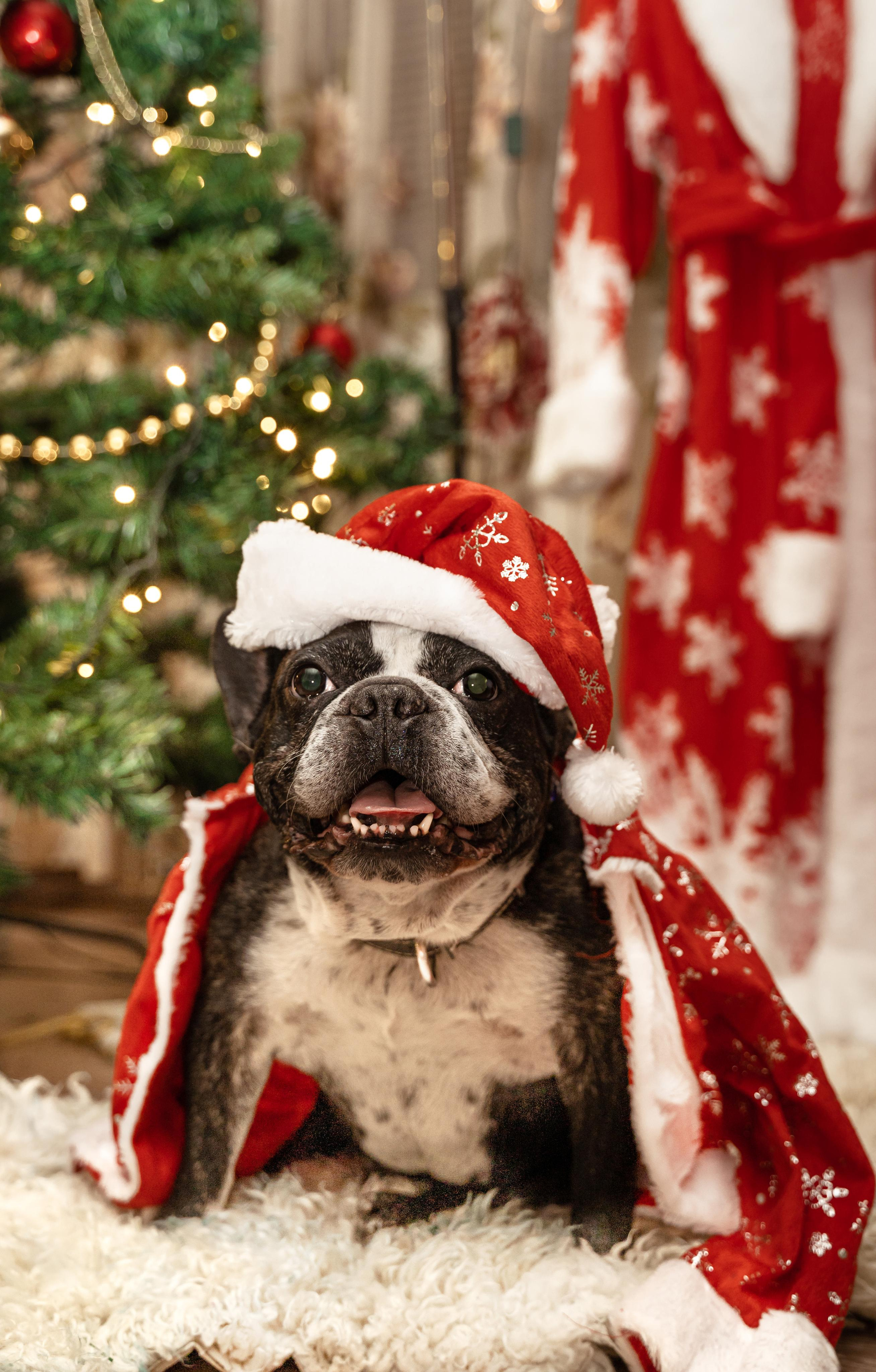 Съёмки животных. Фотограф Ким Наталья в Красноярске