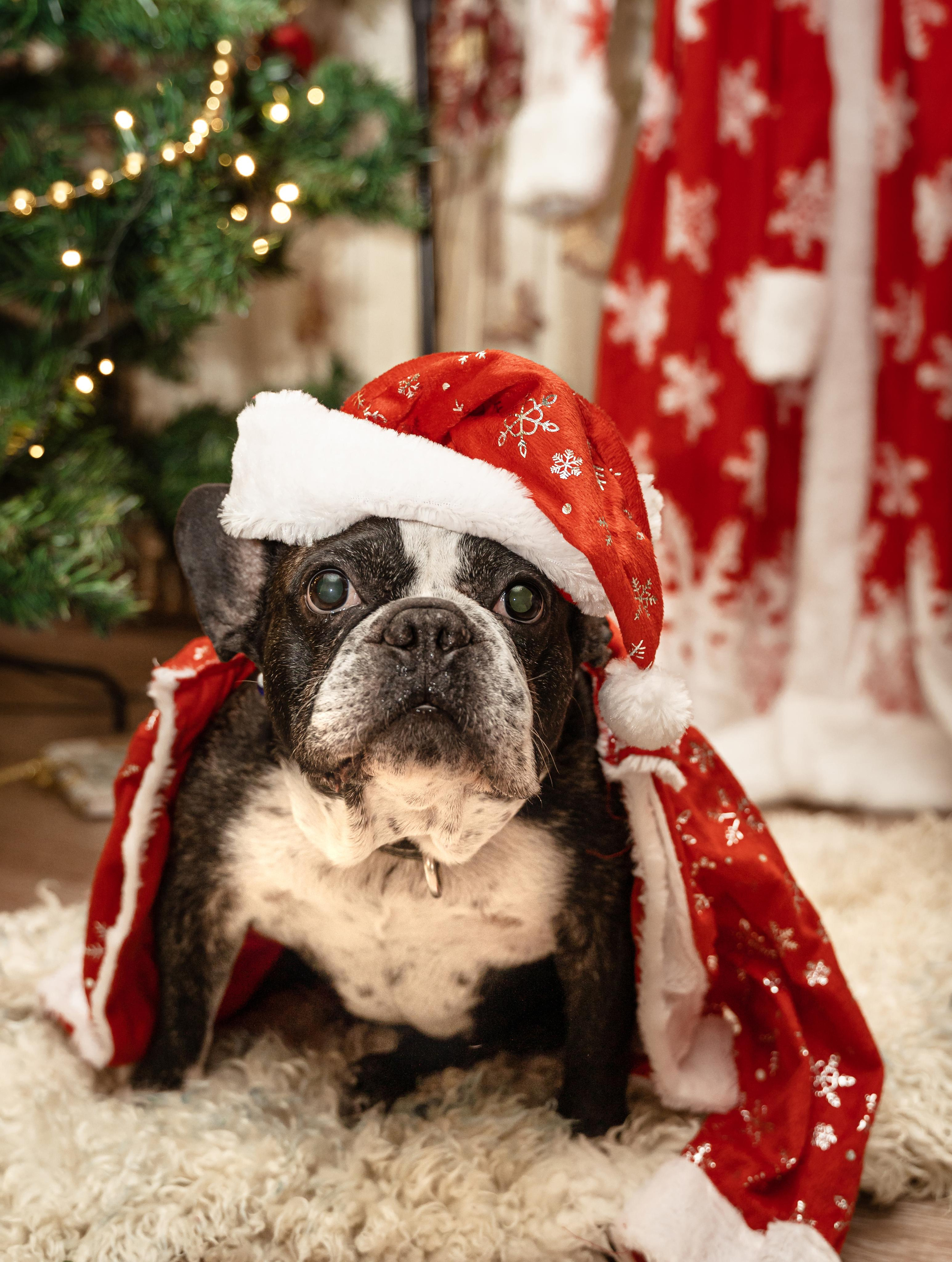 Съёмки животных. Фотограф Ким Наталья в Красноярске