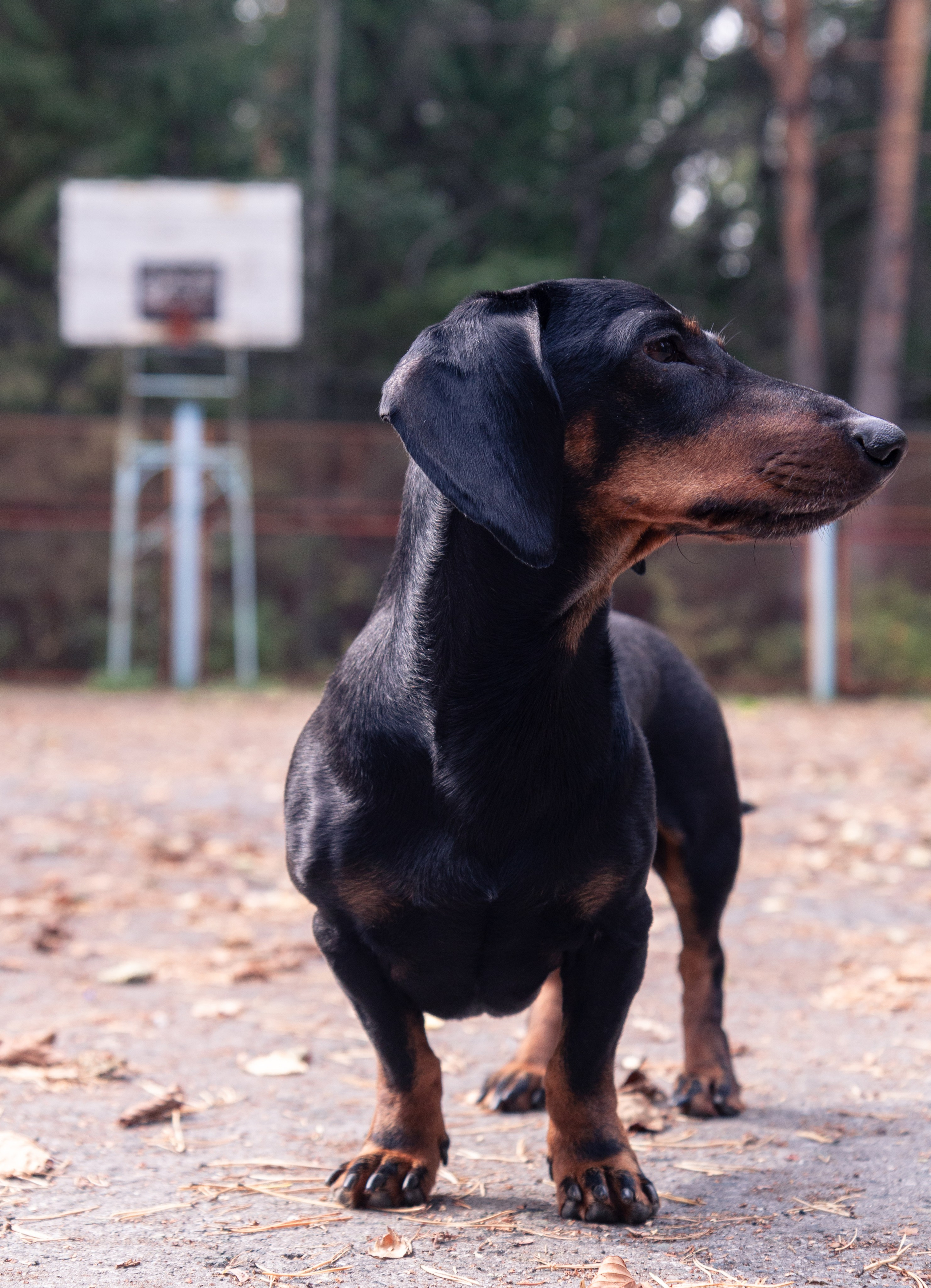 Фотосъёмка животных. Предметный и репортажный фотограф Алексей Кротов