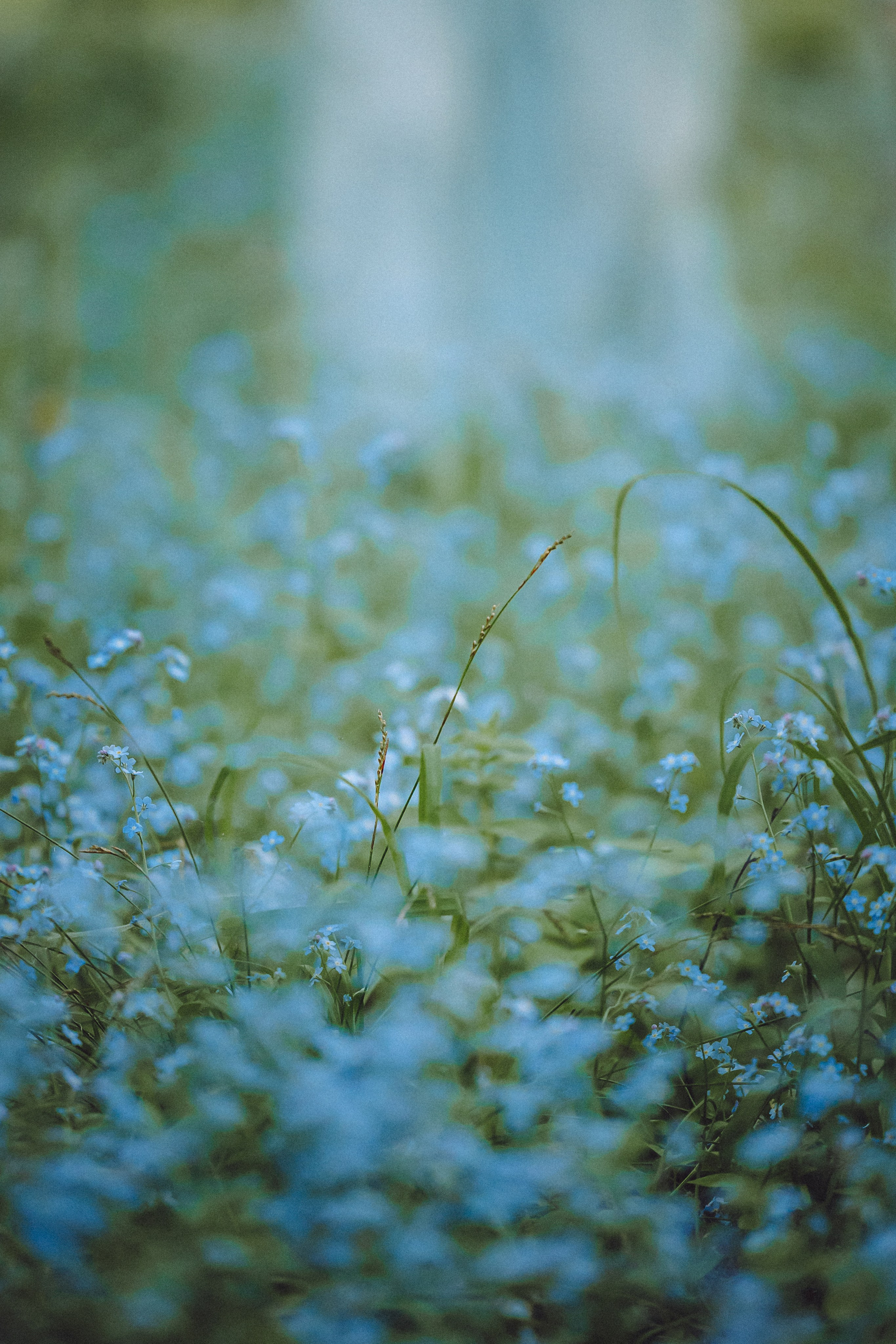 Шед, Цири, Чиби, Цера и их семья