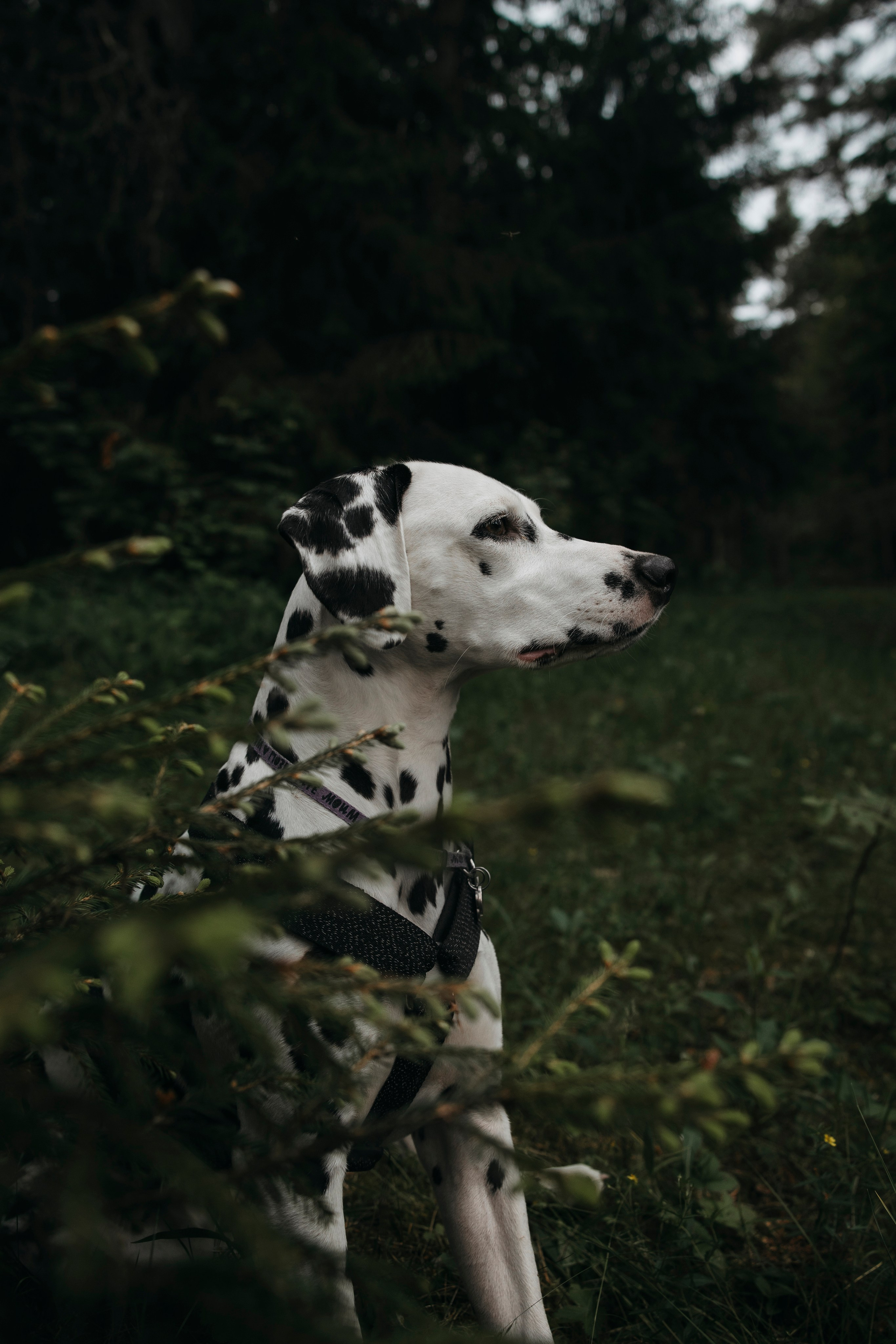 Съемка с собакой. Анастасия Белаш