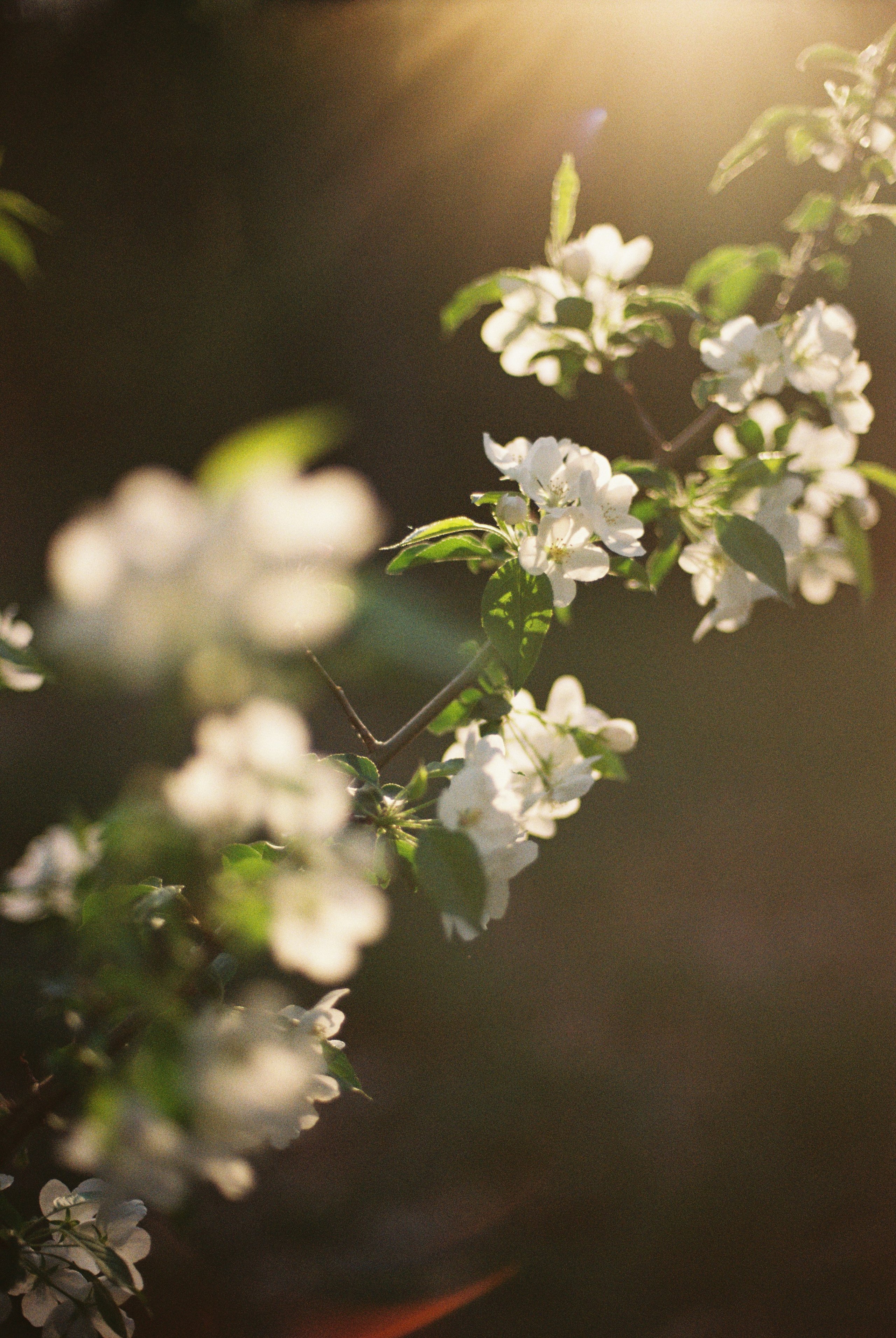 Ботанический сад, апрель 2026. Репортажный и портретный фотограф в Алматы — Дарья Фёдорова