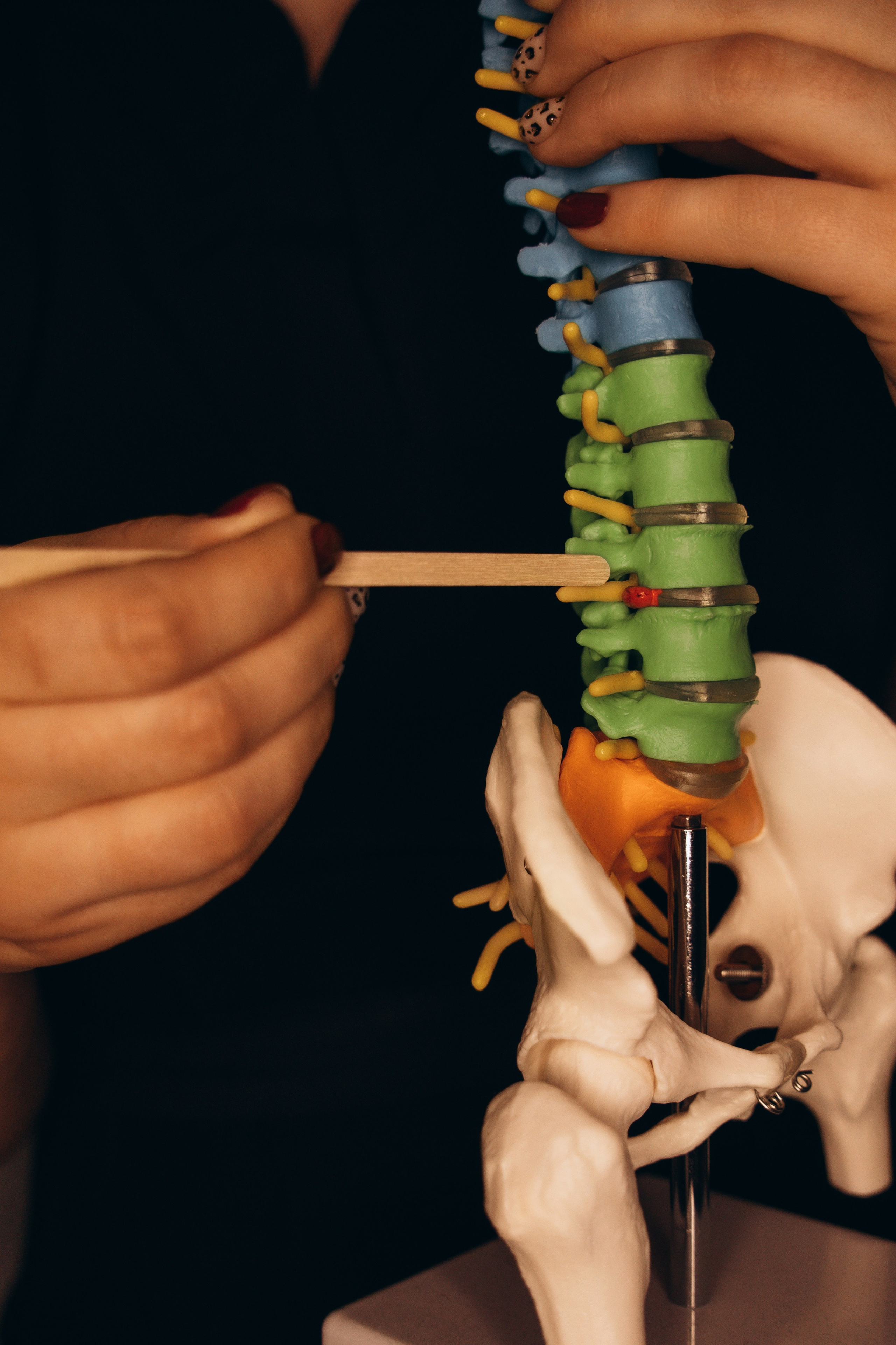 Массажист и его наглядное пособие, позвоночник