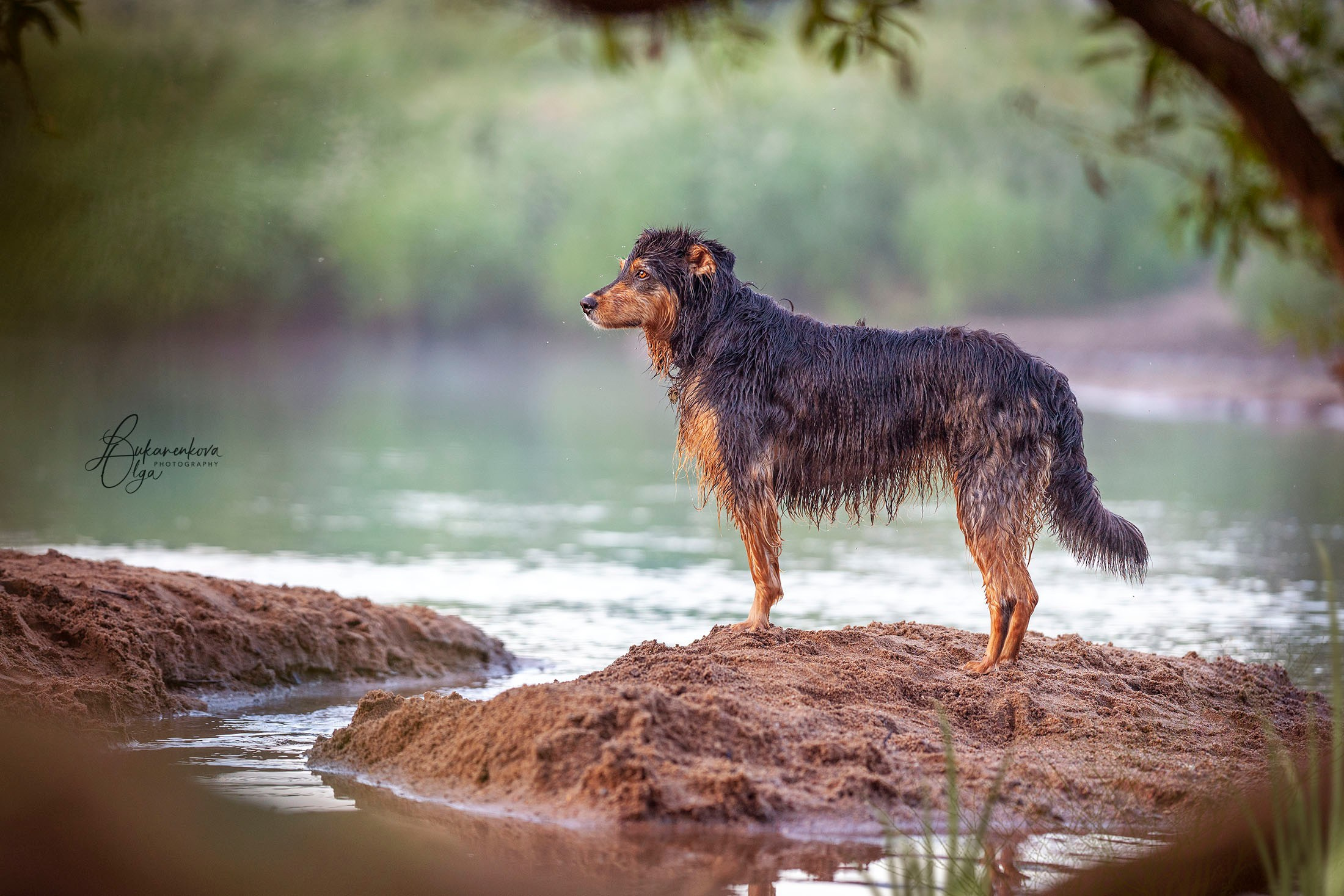 Утренняя прогулка. Фотограф анималист Ольга Луканенкова в Москве