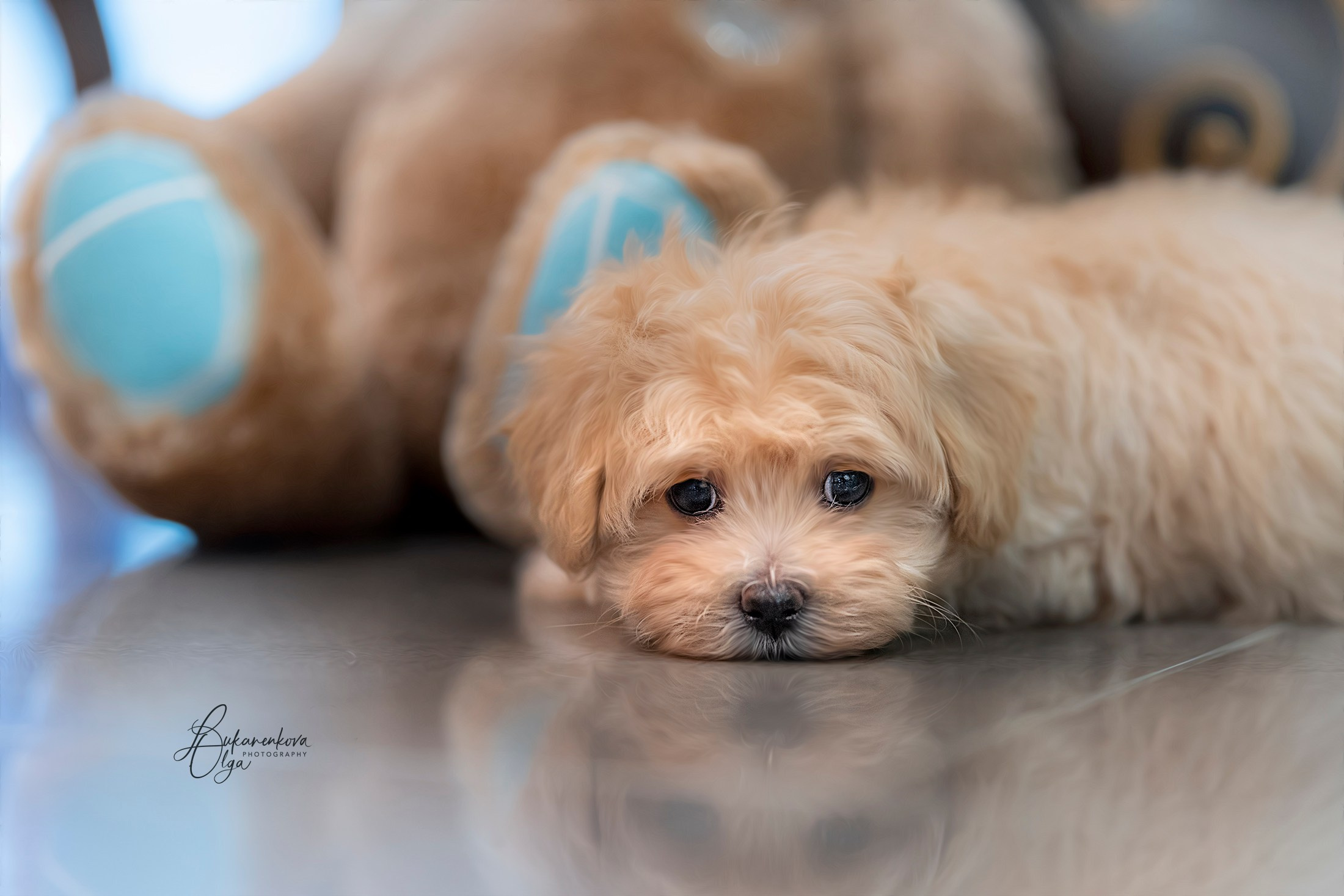 Малыши. Фотограф анималист Ольга Луканенкова в Москве