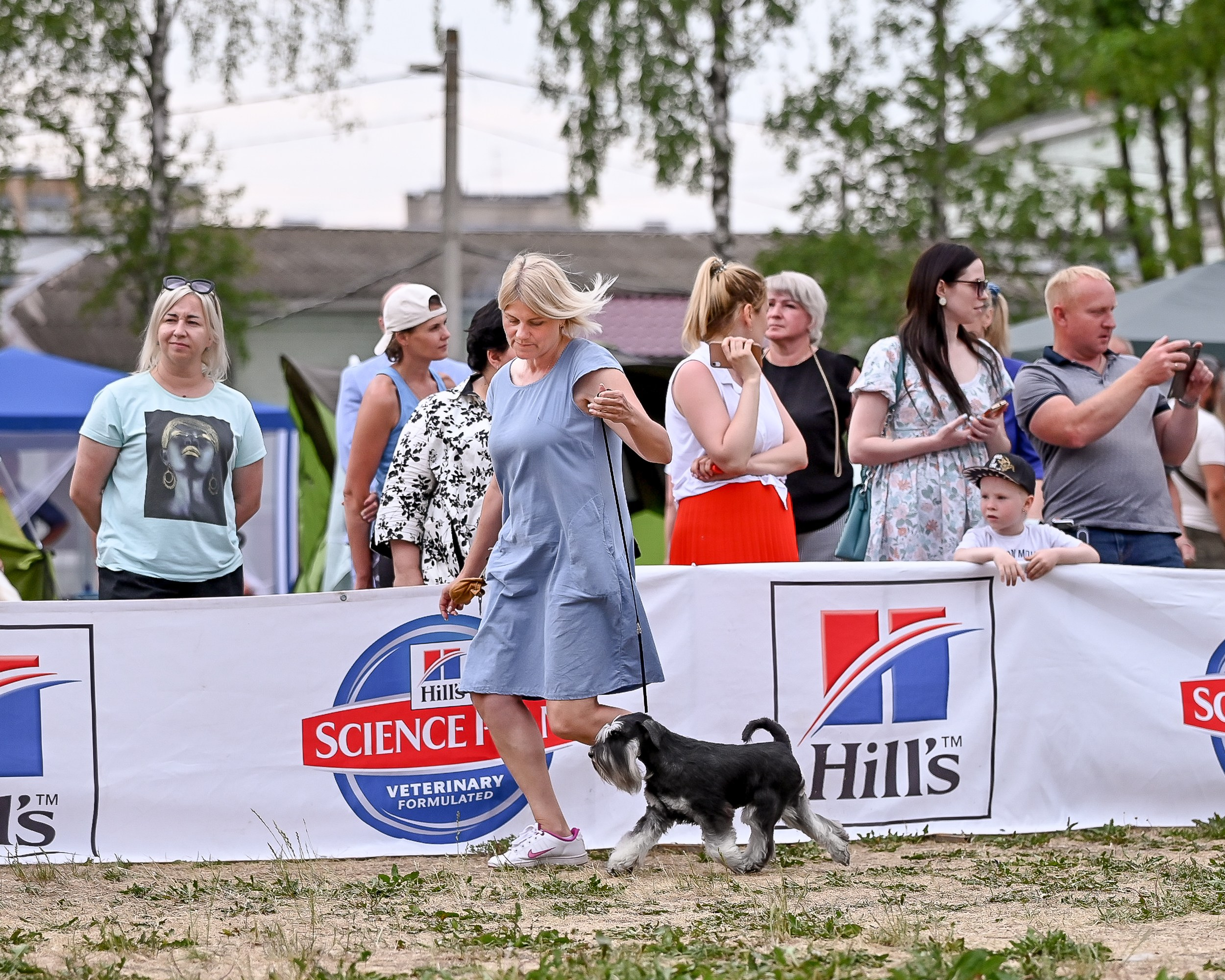 Питомник Делинсо Бэлэнс, щенки цвергшнауцера, купить щенка цвергшнауцера, питомник цвергшнауцеров, кобель цвергшнауцера для вязки, щенок цвергшнауцера, питомник цвергшнауцеров, черный с серебром, цверг, лучший питомник в беларуси