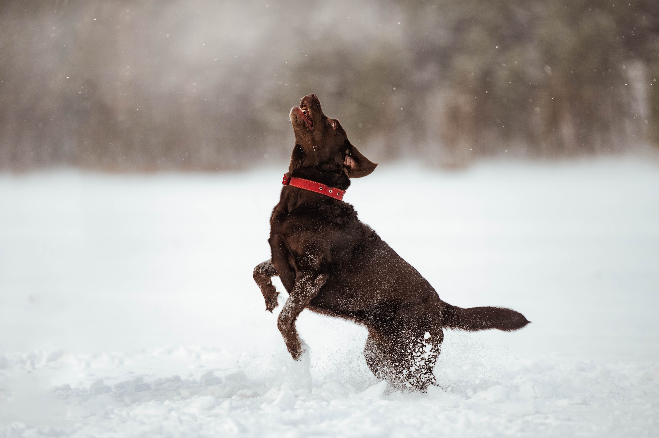 Прогулка на Лыткаринском карьере. Фотограф-анималист