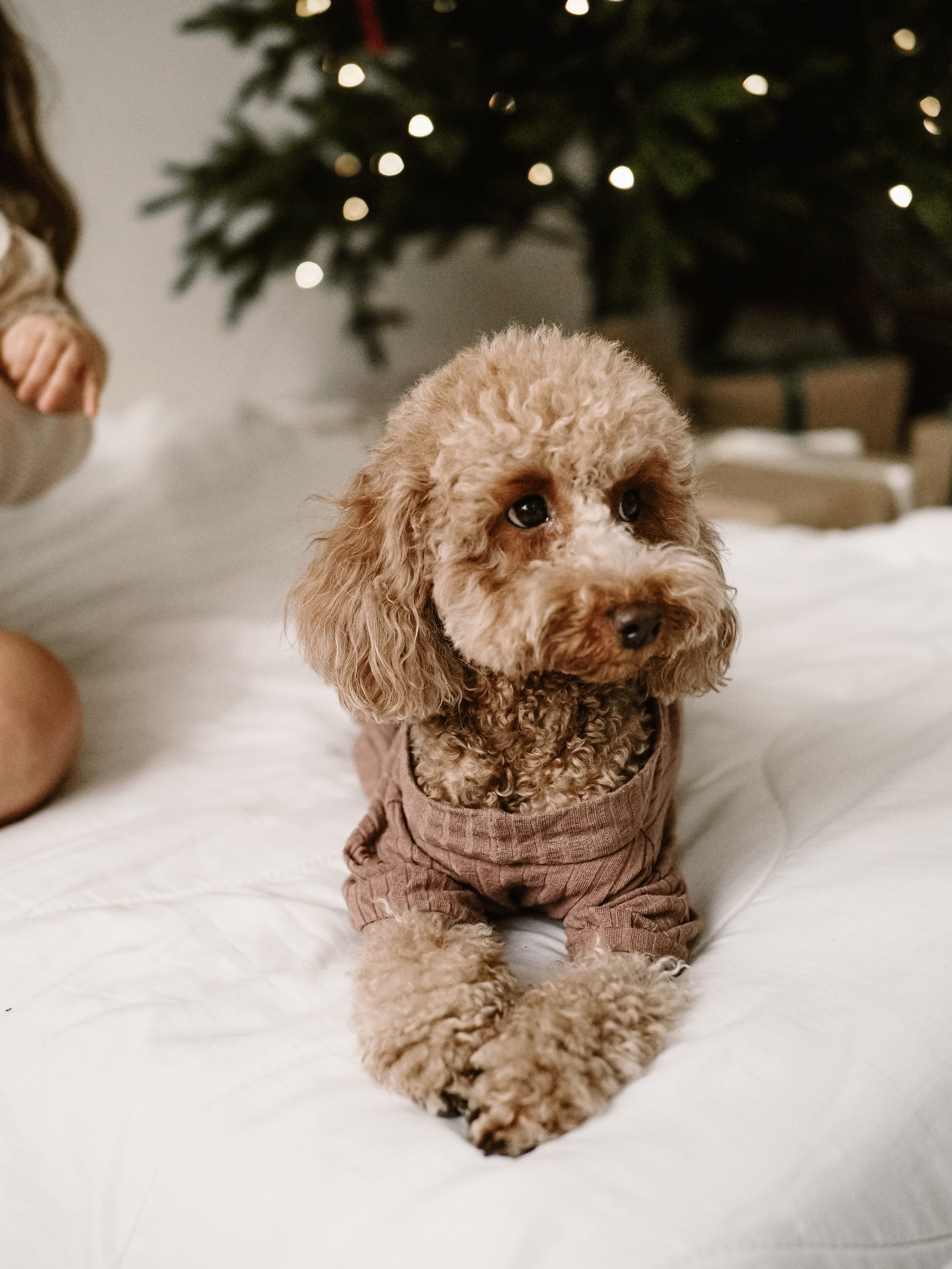 Вся семья и самый главный. Фотограф Рязань. Семейный Свадебный фотограф