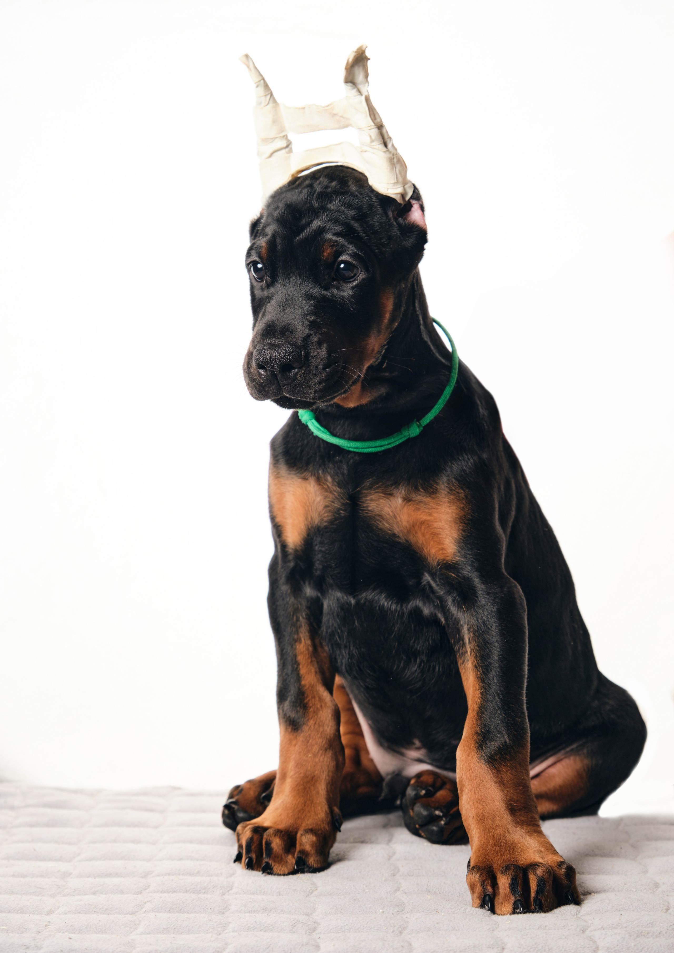 Фотограф животных в Москве и московской области. Профессиональный фотограф в Москве — Максим Дьяконов