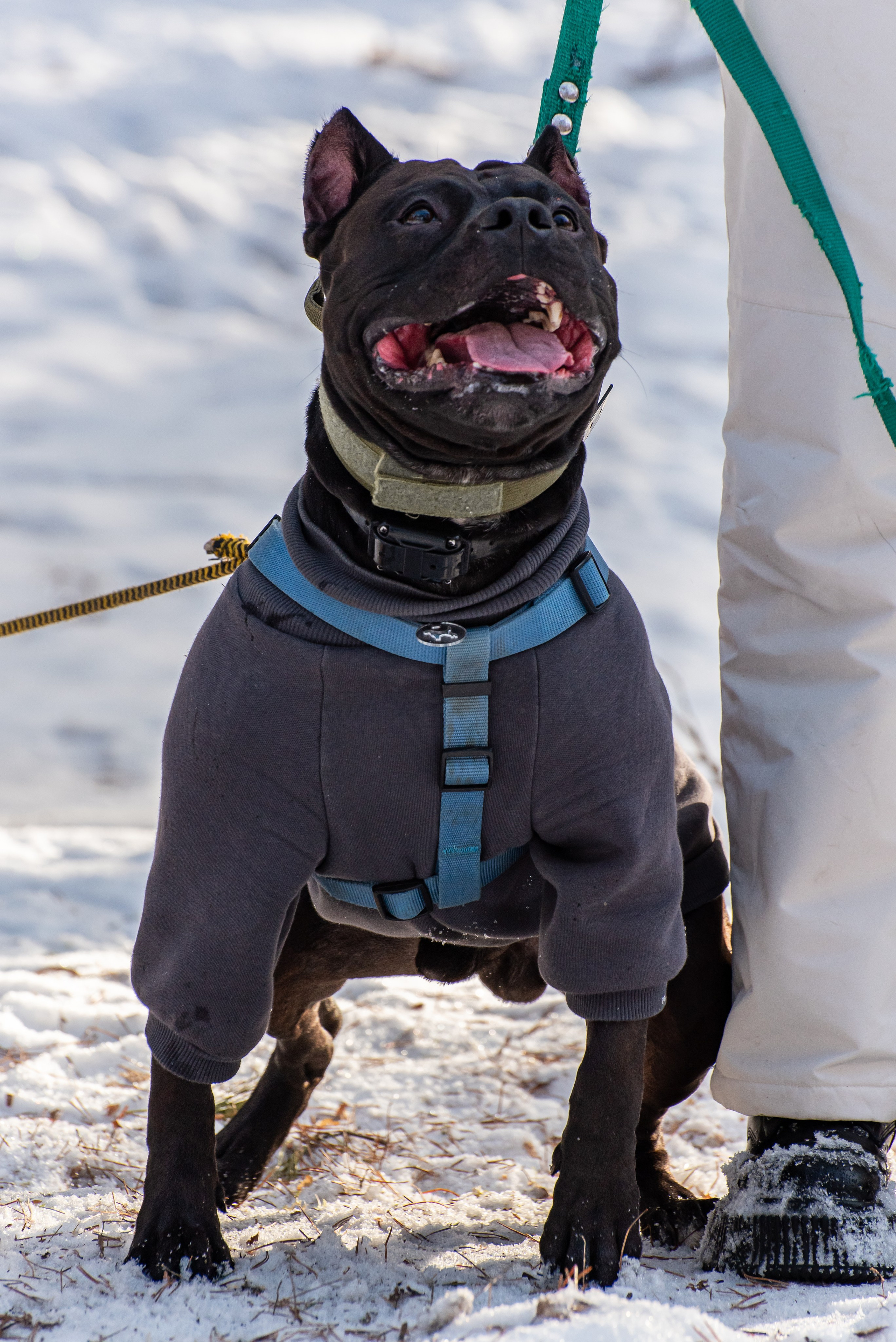 Фотосъёмка с собаками в Кинологическом лагере. Фотограф Макс Огурцов в Нижнем Новгороде
