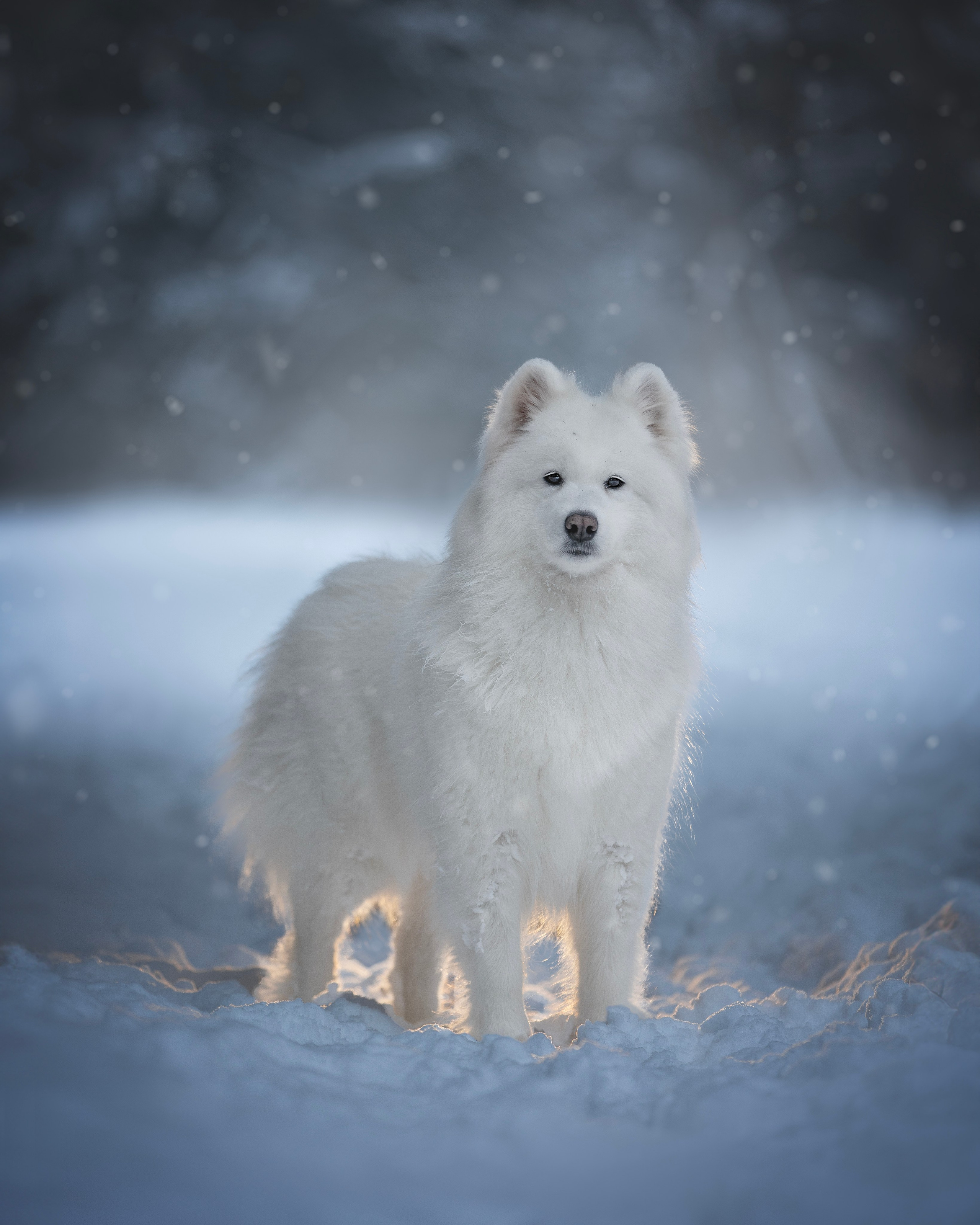 Фото собак, животных зимой. Фотограф анималист в Москве Майорова Евгения