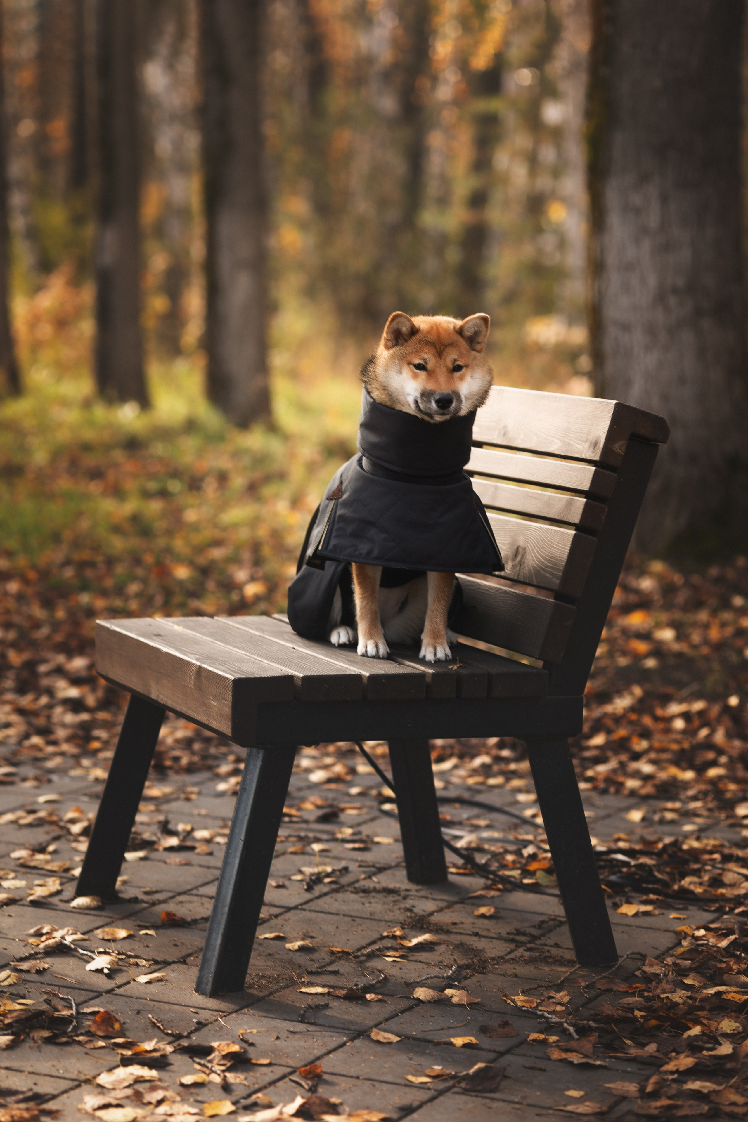 Оши | Сиба-Ину |. Фотограф