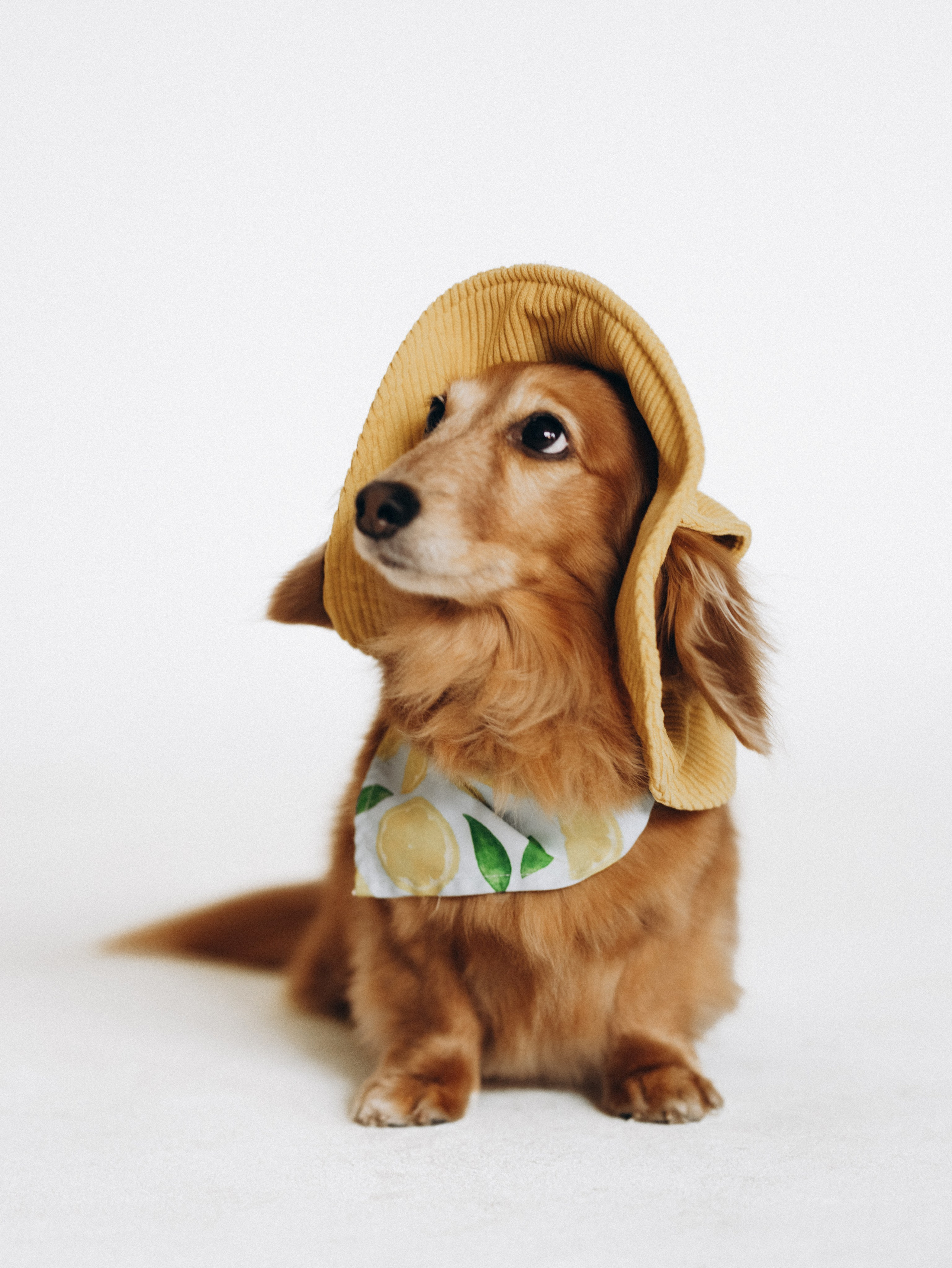 Лимон и Аня. Фотограф-анималист в Москве Кириллова Татьяна