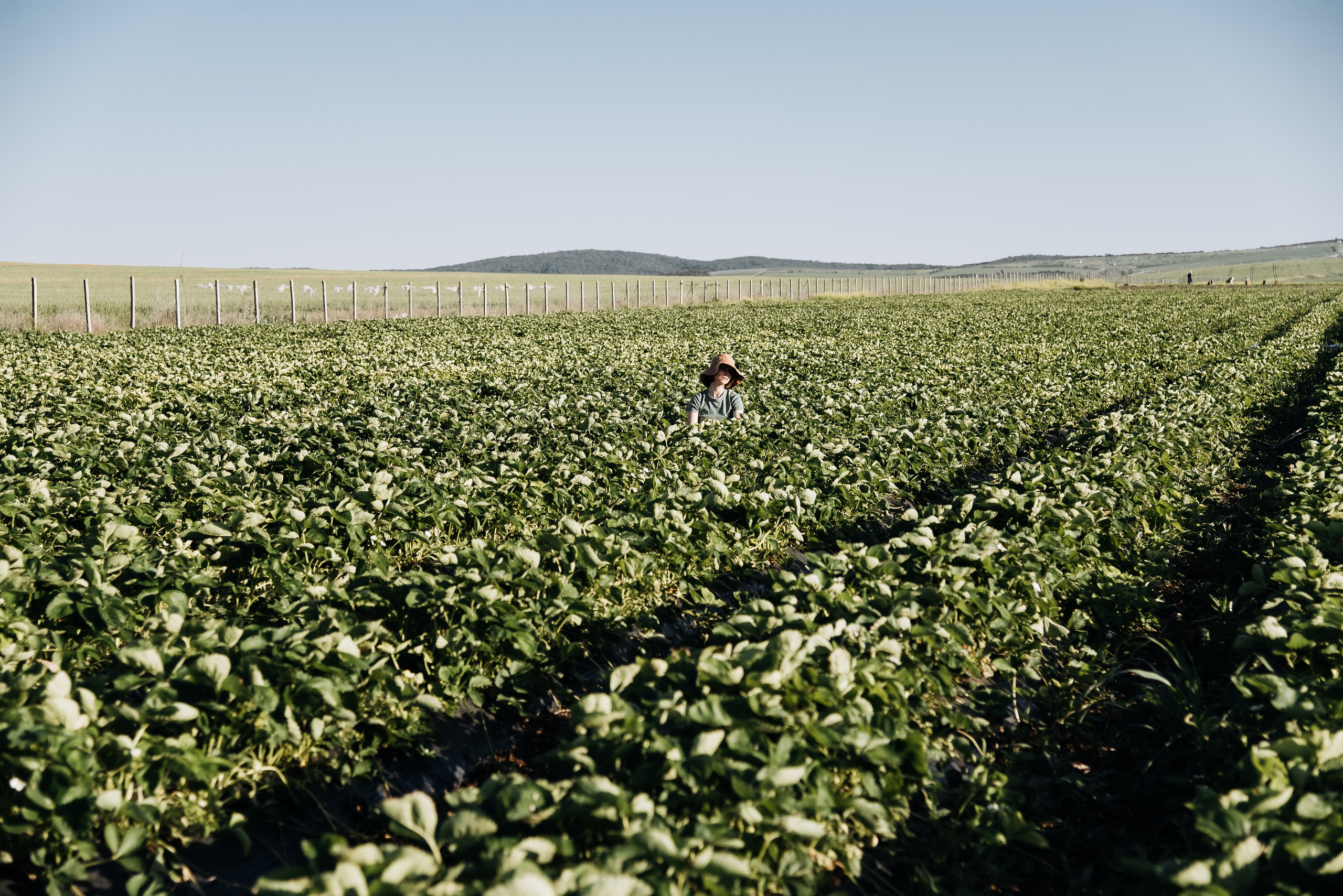 Клубнично-маковое поле. Портретный и семейный фотограф в Геленджике Таня Ходова