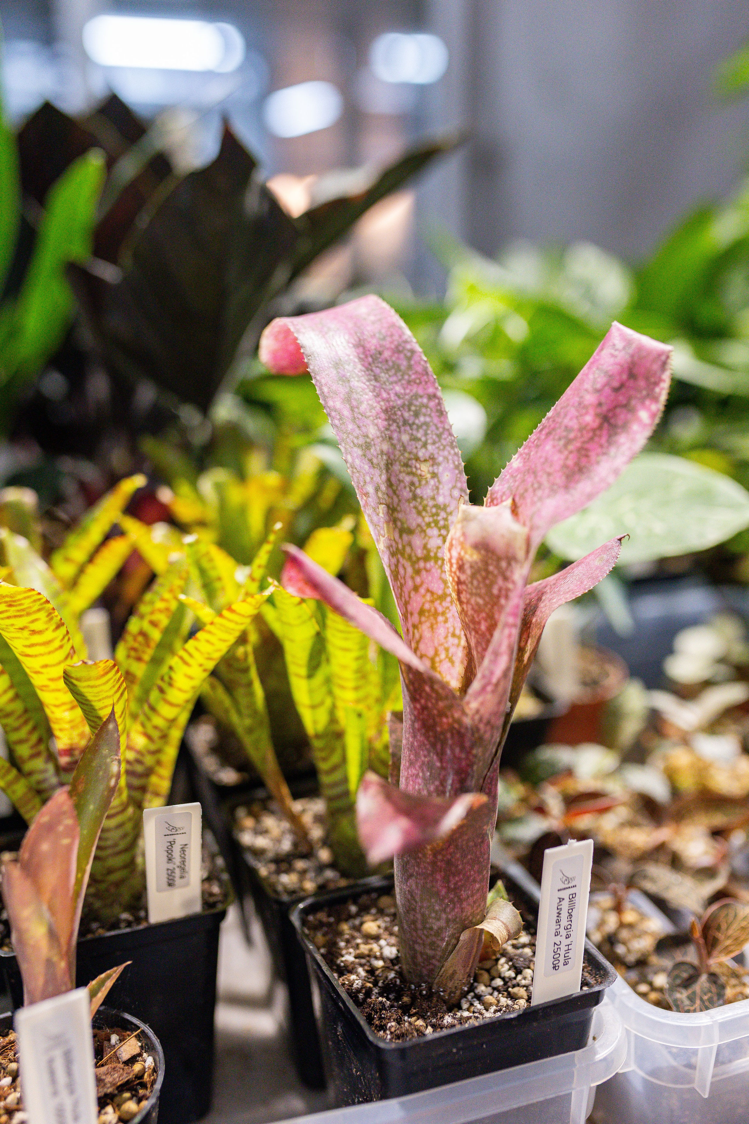 Ярмарка Green Rare 20.09.25. Александра Куликова фотограф, Москва