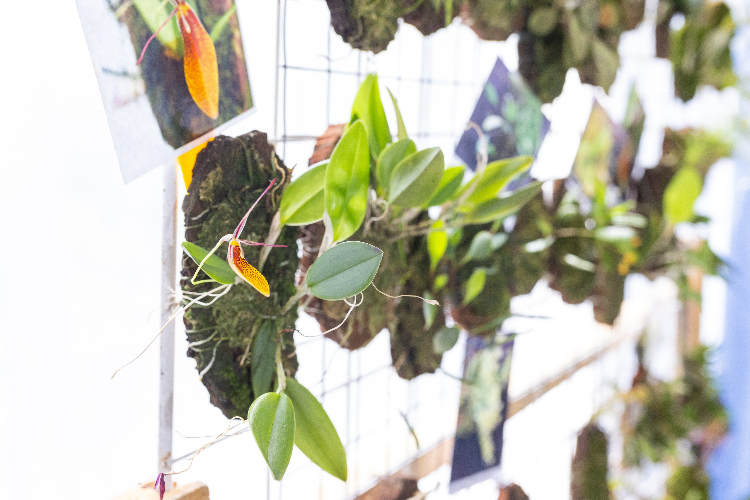 Орхидиум май 2025. Александра Куликова фотограф, Москва